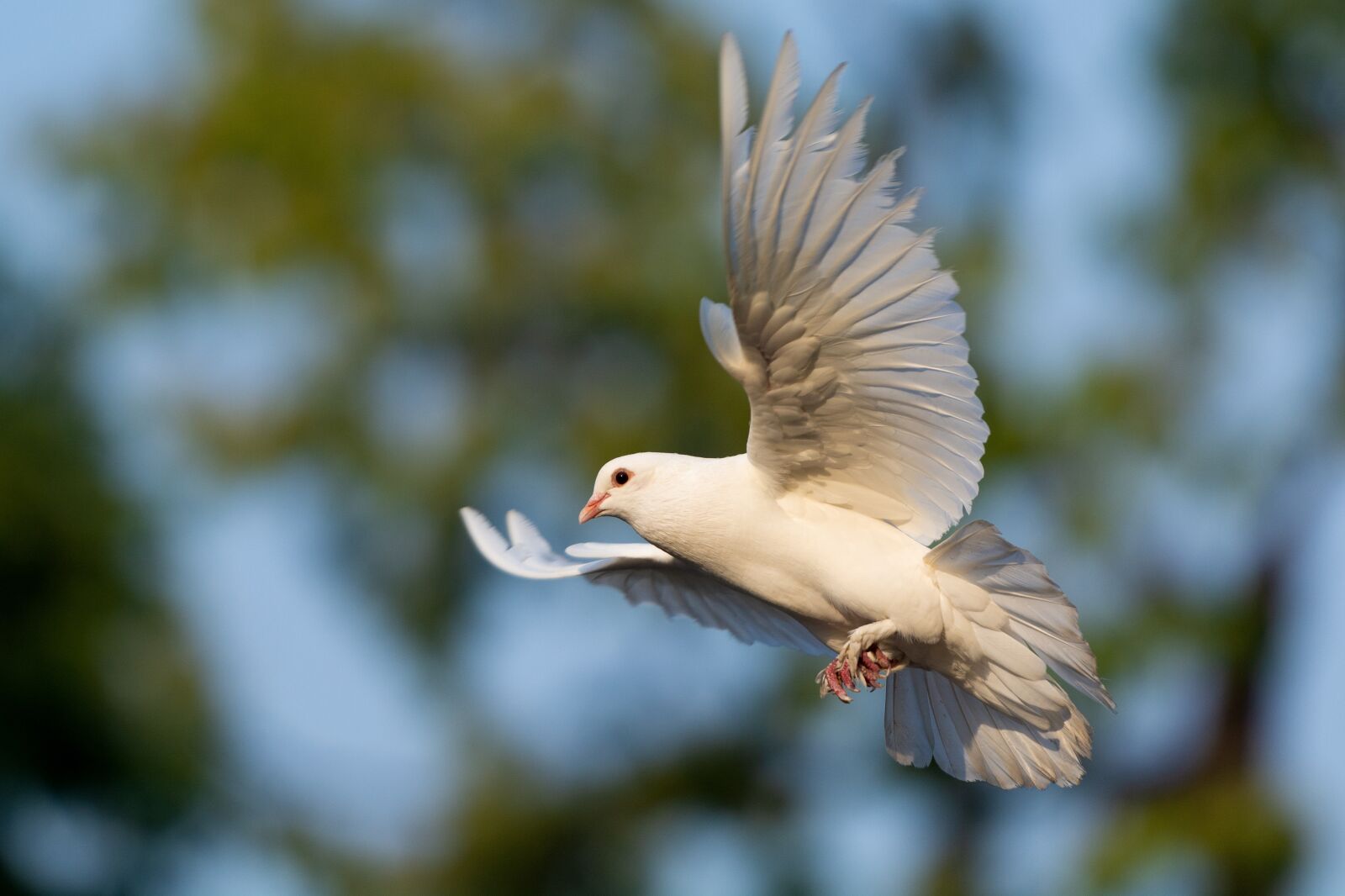 Nikon D7100 sample photo. Bird, dove, animal photography