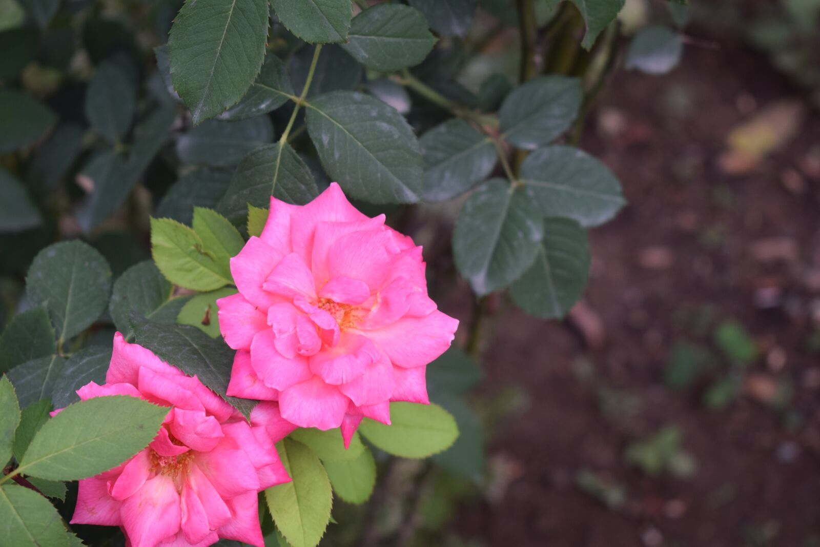 Nikon D3300 sample photo. Pink, rose, flower photography