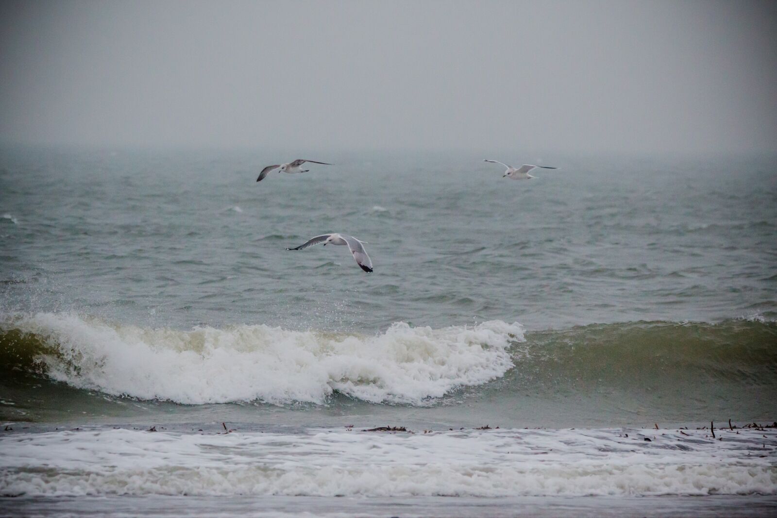 150-600mm F5-6.3 DG OS HSM | Contemporary 015 sample photo. Seagull, bird, flying photography