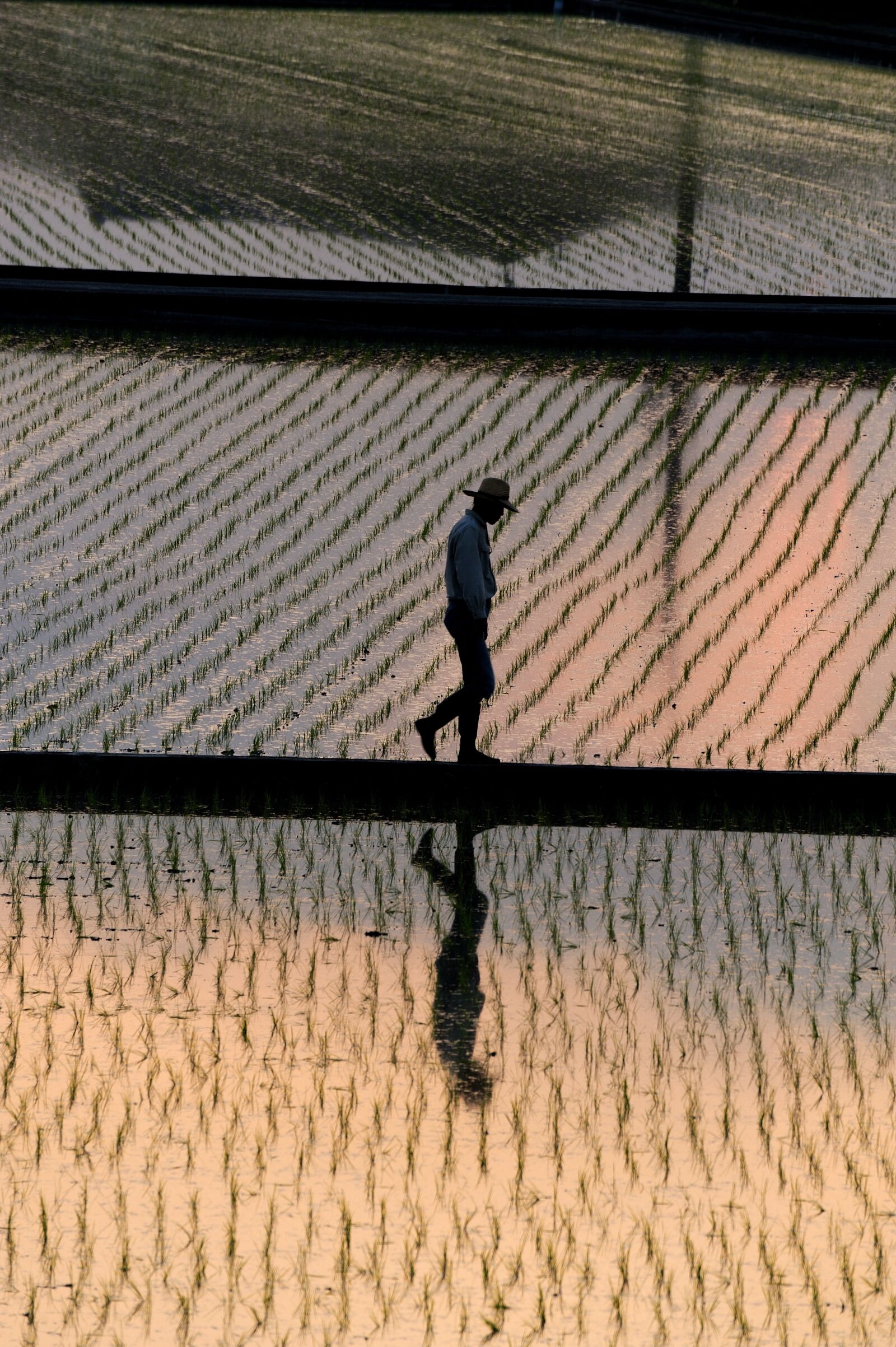 Nikon D700 sample photo. Japan, yamada's rice fields photography