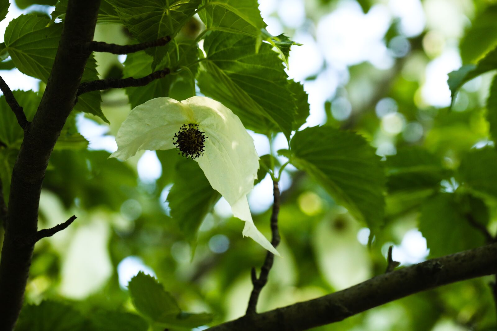 Canon EOS R sample photo. Davidia involucrata, tree, l photography