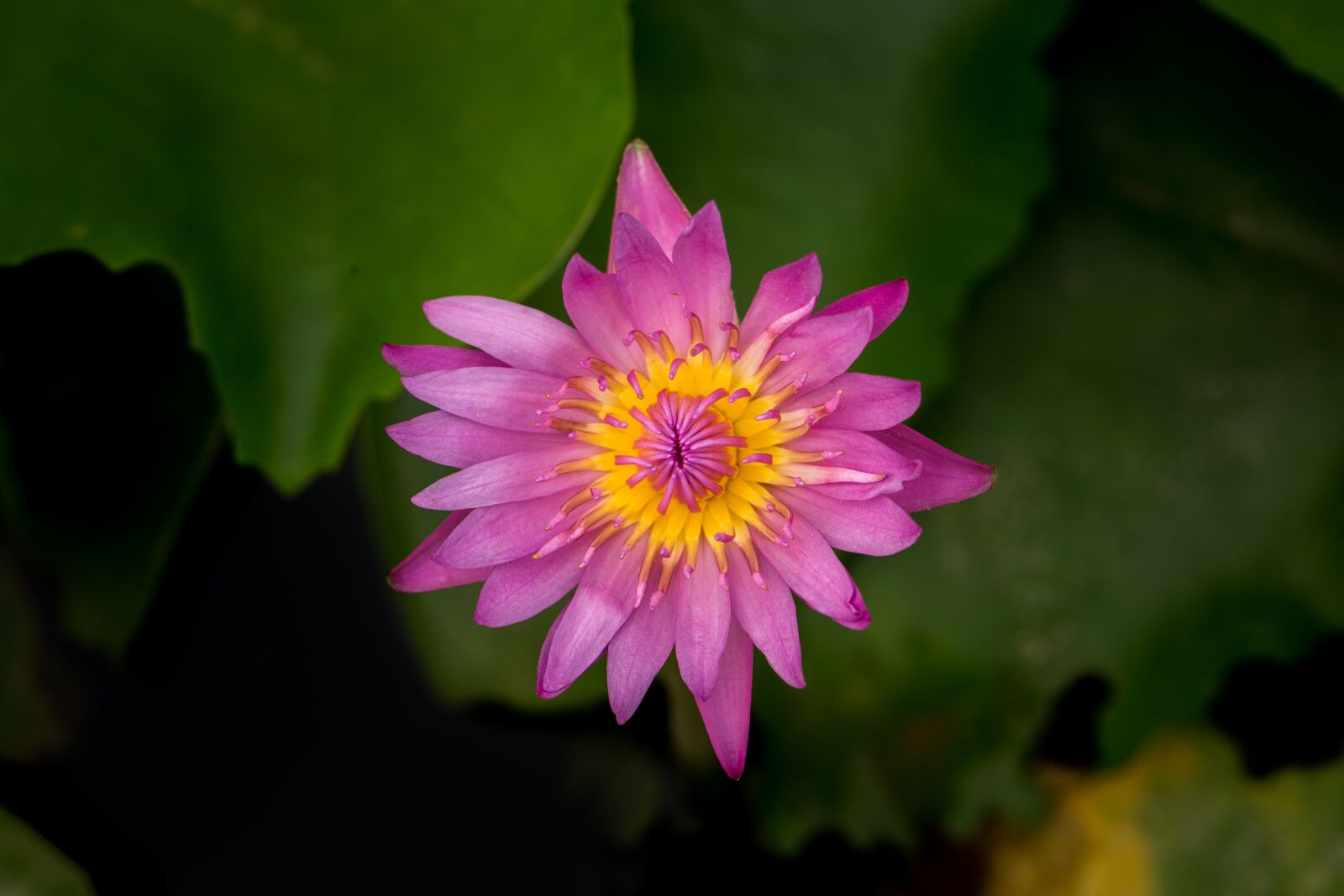 Canon EF 100mm F2.8L Macro IS USM sample photo. Water lily, nuphar lutea photography