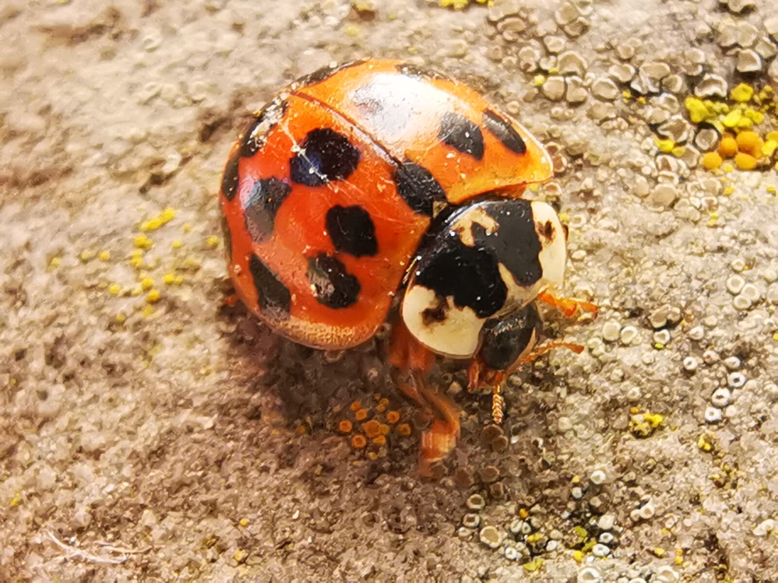 HUAWEI ELE-L29 sample photo. Ladybug, animal, on stone photography