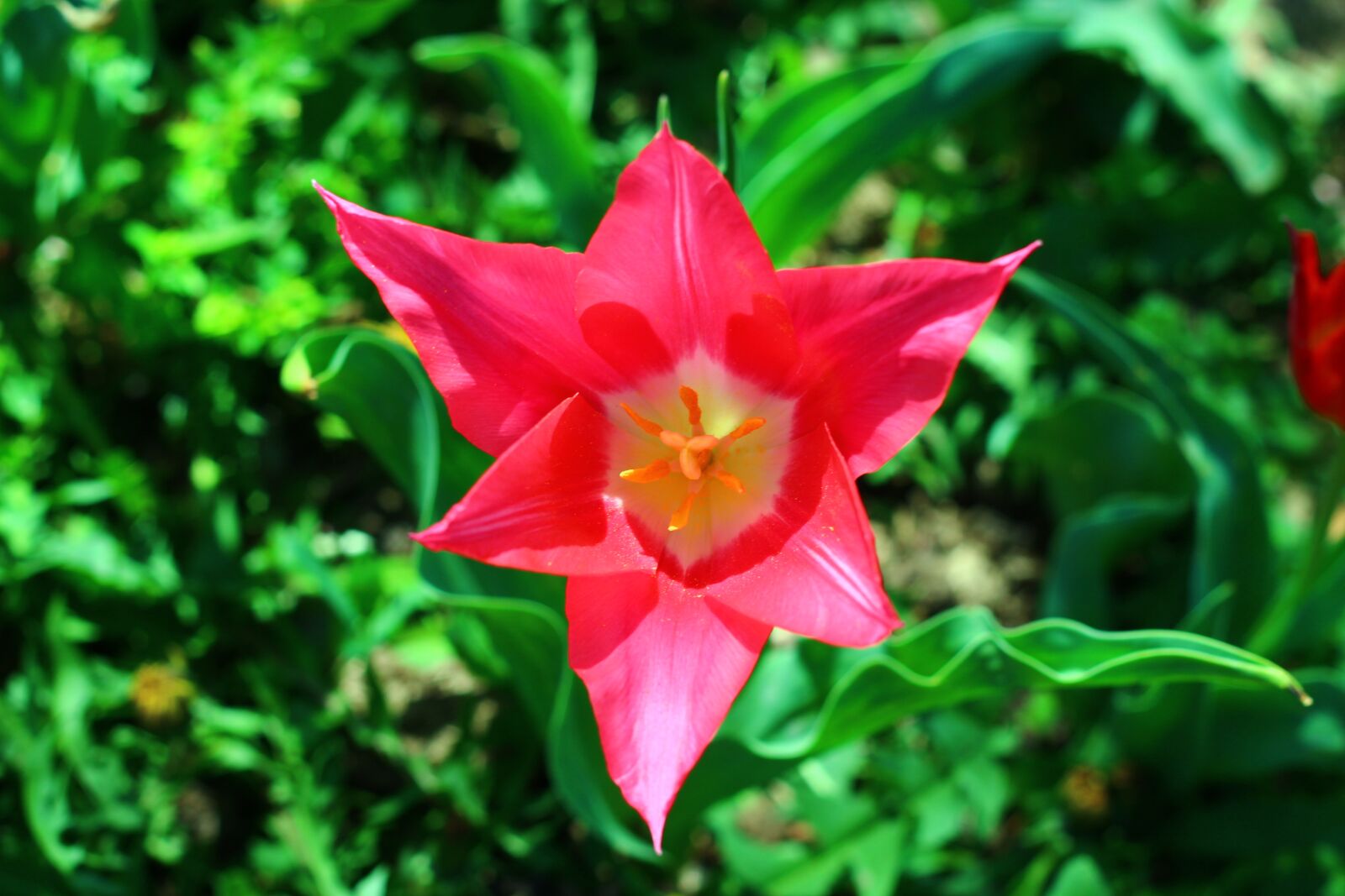 Canon EF 50mm F1.8 II sample photo. Nature, flower, plant photography