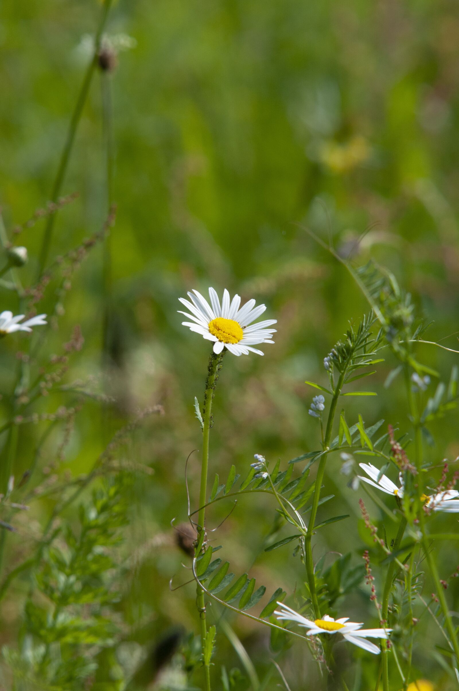 Nikon D300S sample photo. Marguerite, meadow, wildflowers photography