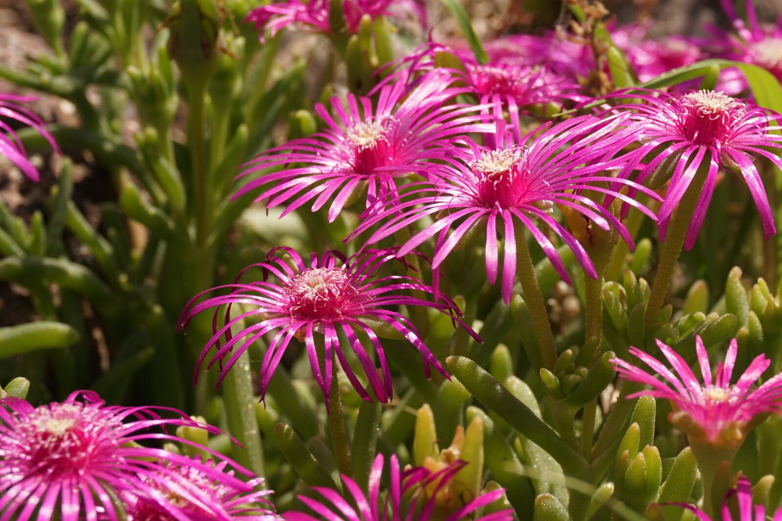 Sony a6000 sample photo. Flowers, bloom, plant photography