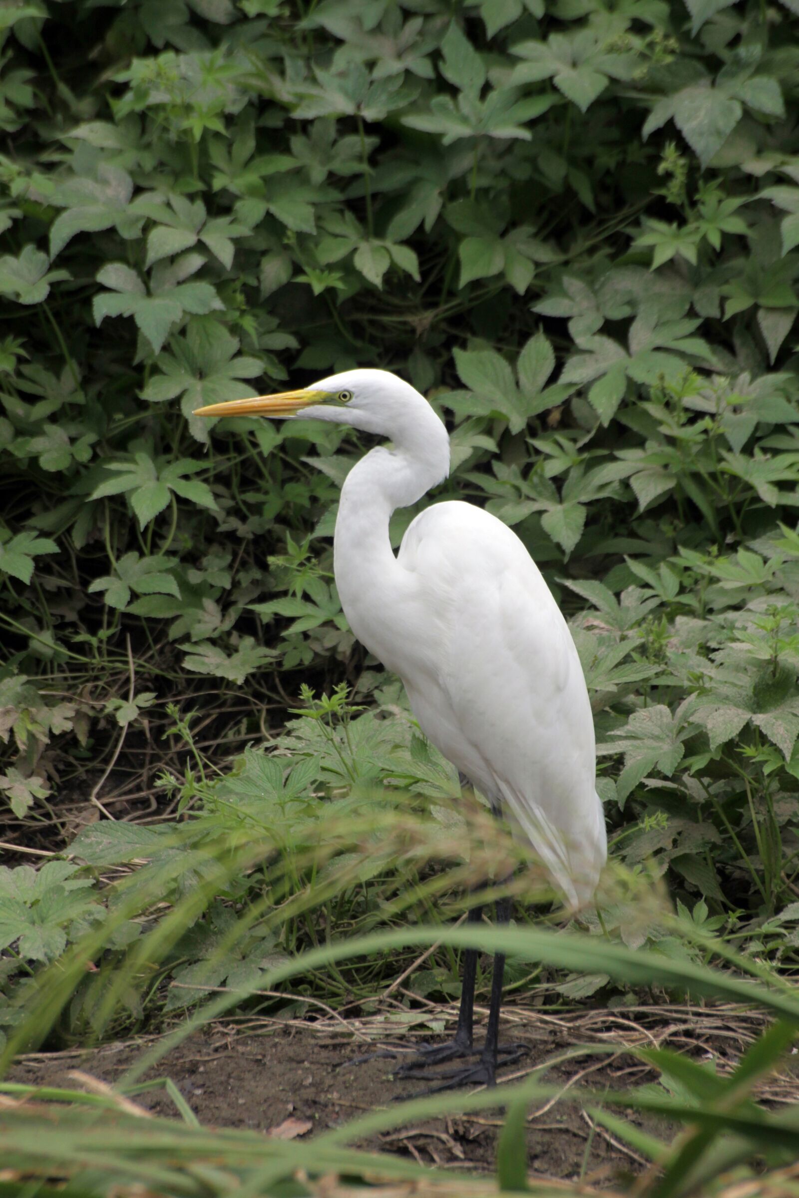 Canon EOS 50D sample photo. New, birds, waterfowl photography