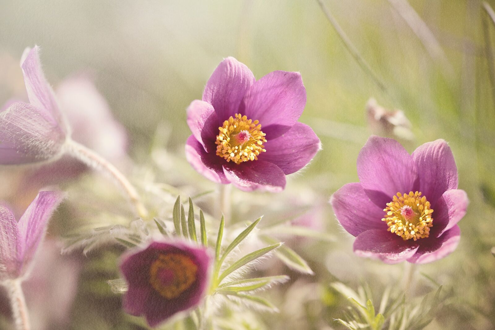 Nikon D750 sample photo. Common pasque flower, pulsatilla photography