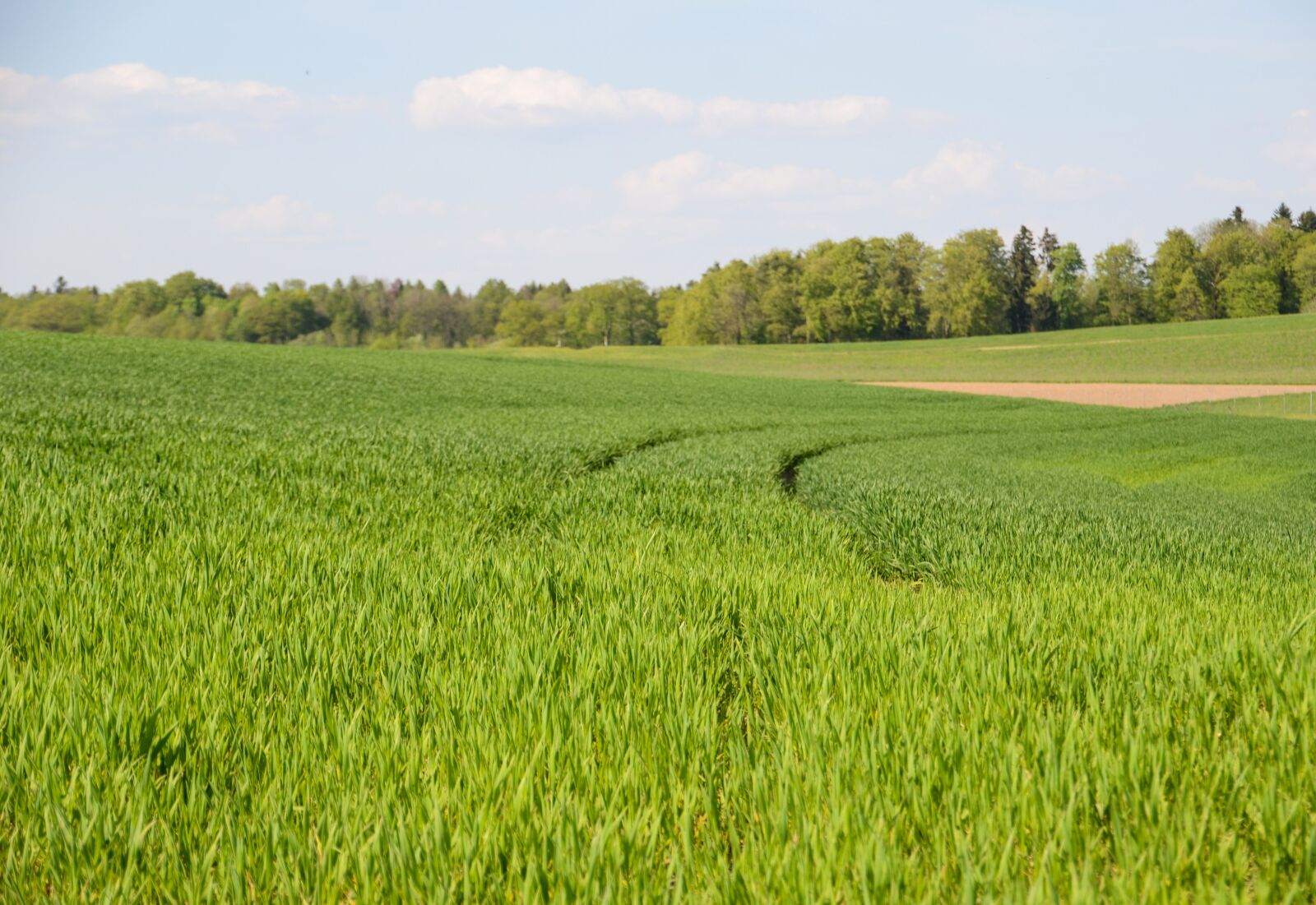 Nikon D7000 sample photo. Grass, field, traces photography