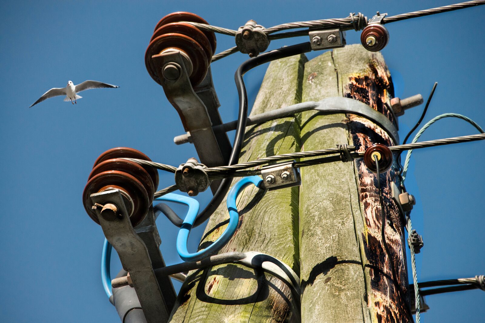 Nikon D800 sample photo. Seagull, current, strommast photography
