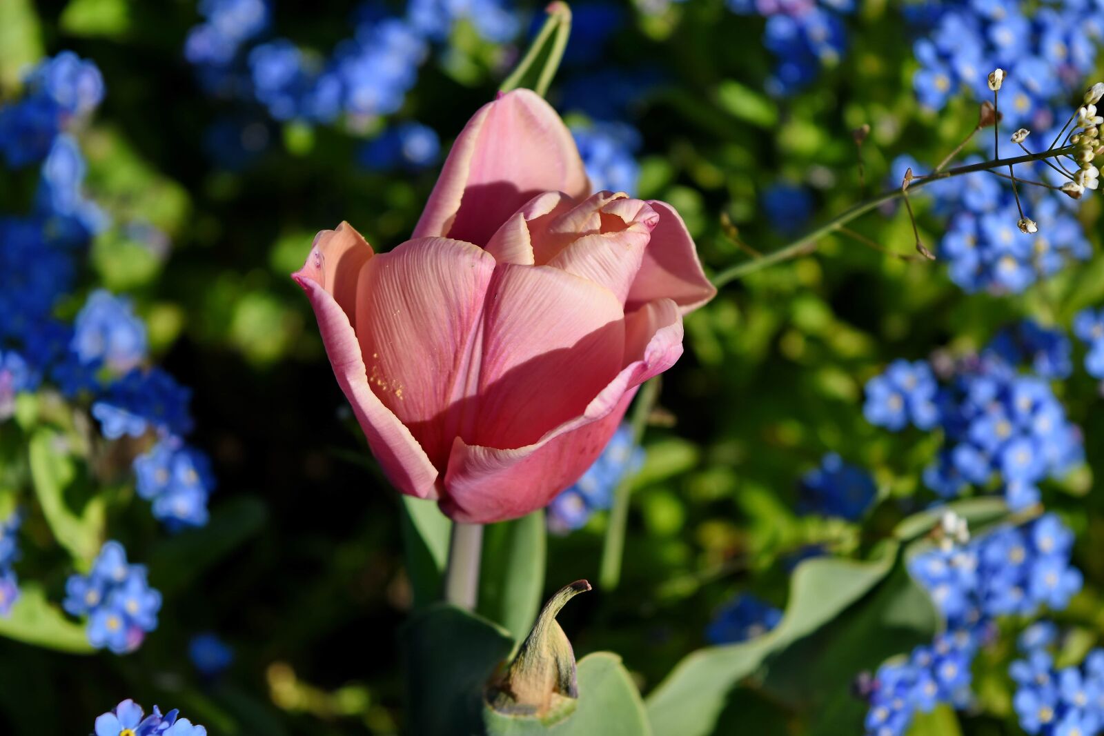 Nikon D5500 sample photo. Flower, petal, tulip, bud photography