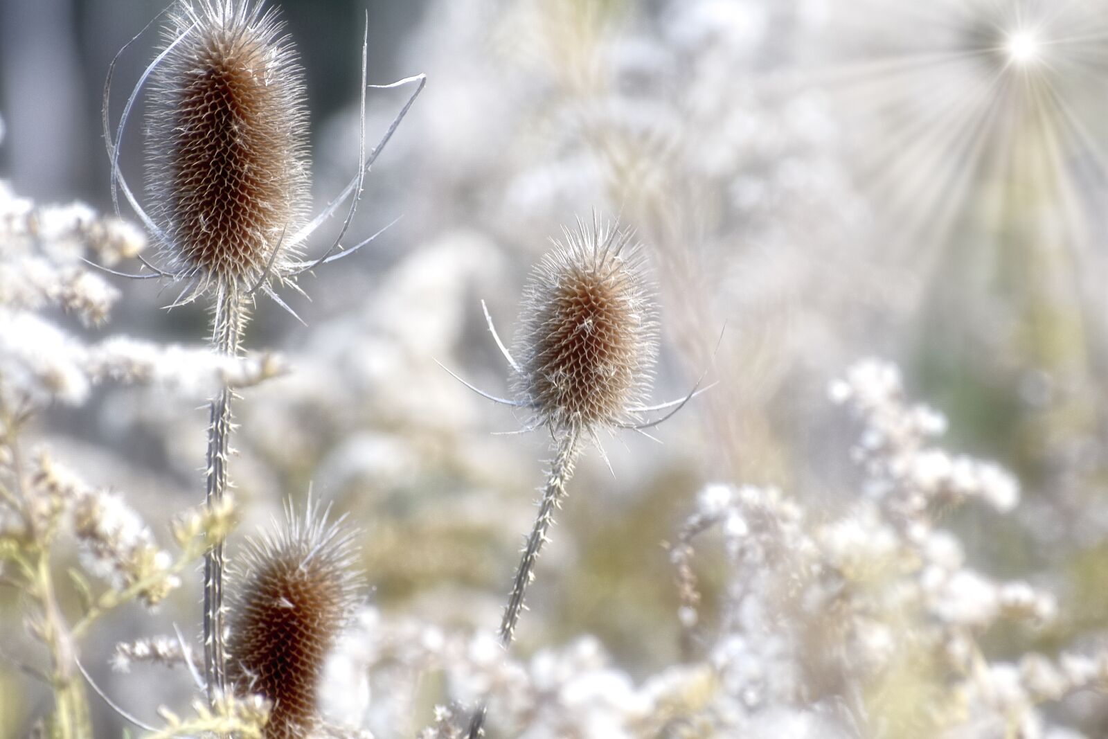 Nikon D3400 sample photo. Thistle, weed, plant photography