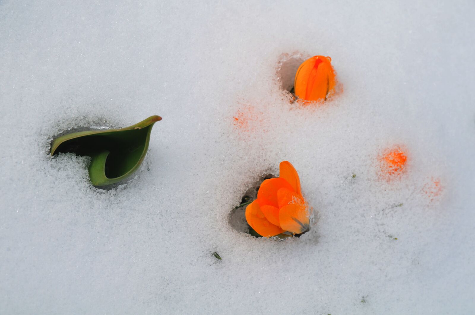 Nikon D300S sample photo. Crocus, tulip, spring photography