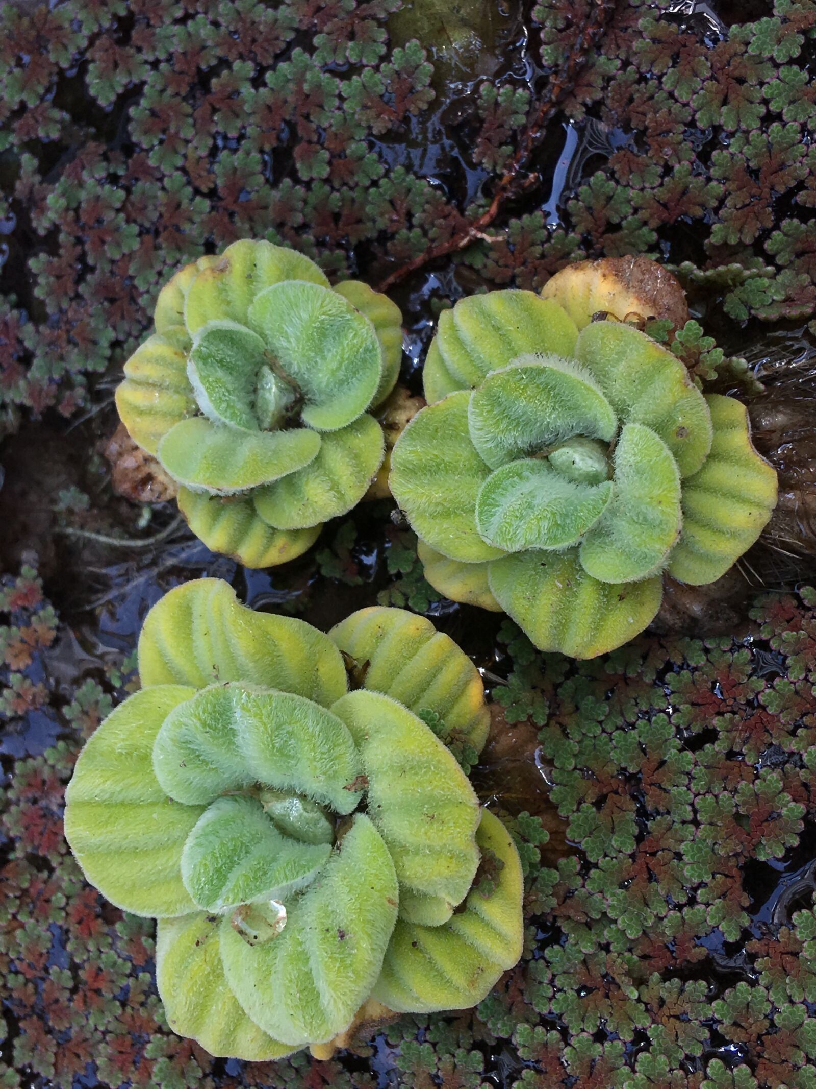 Apple iPhone 6s Plus sample photo. Aquatic plant, water, pond photography