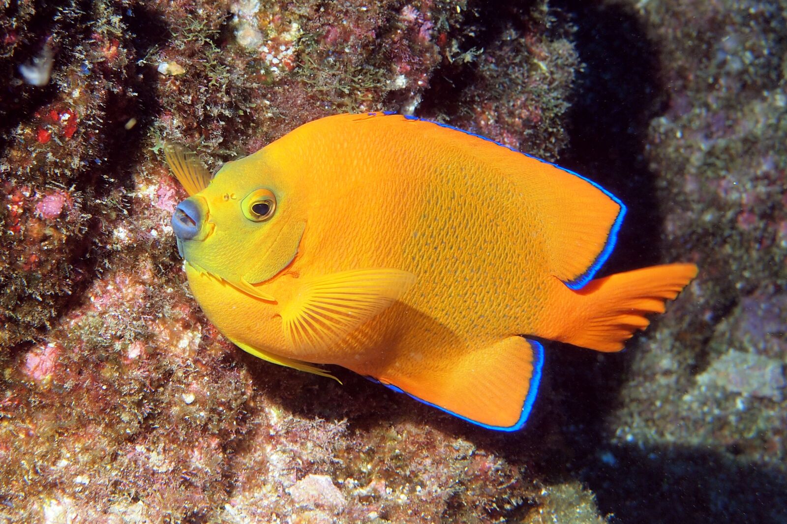 Olympus PEN E-PL2 sample photo. Queen, angelfish, diving photography