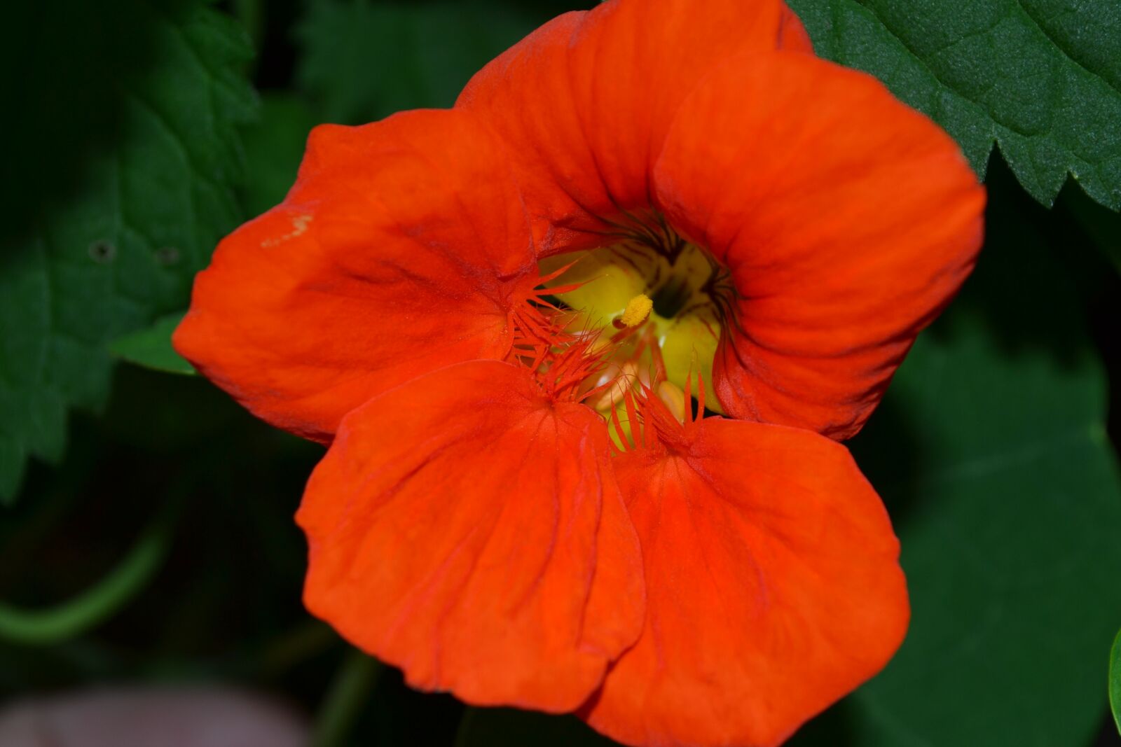 Nikon D3100 sample photo. Flower, nature, plant photography