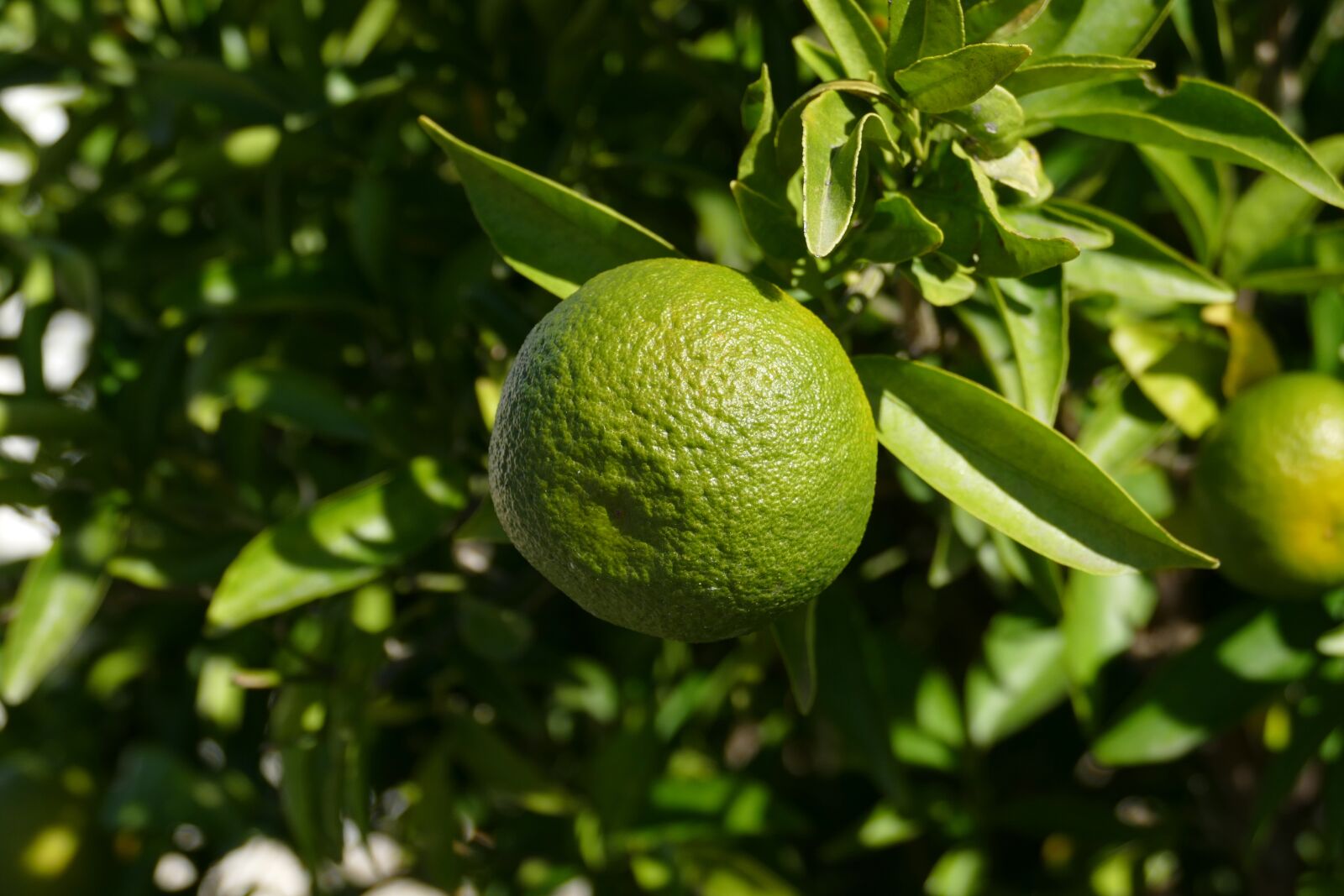 Panasonic Lumix DMC-FZ1000 sample photo. Orange, zuidvrucht, fruit photography