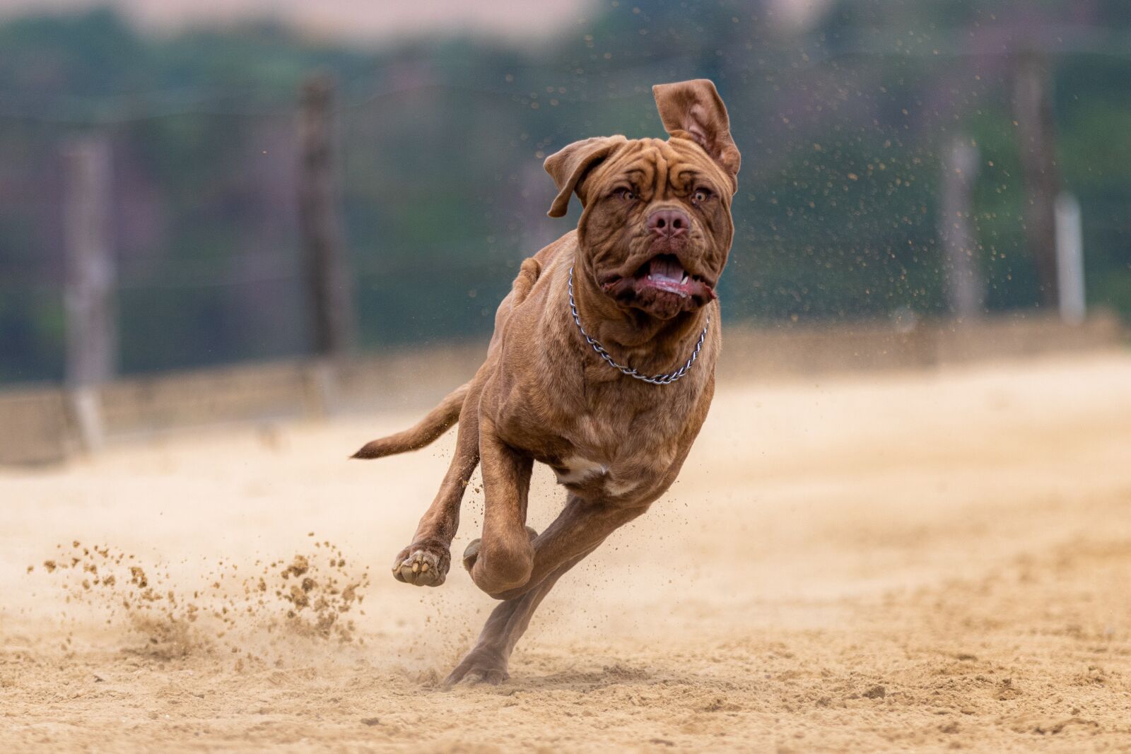 Canon EOS 80D sample photo. Dog, bordeaux mastiff, dog photography