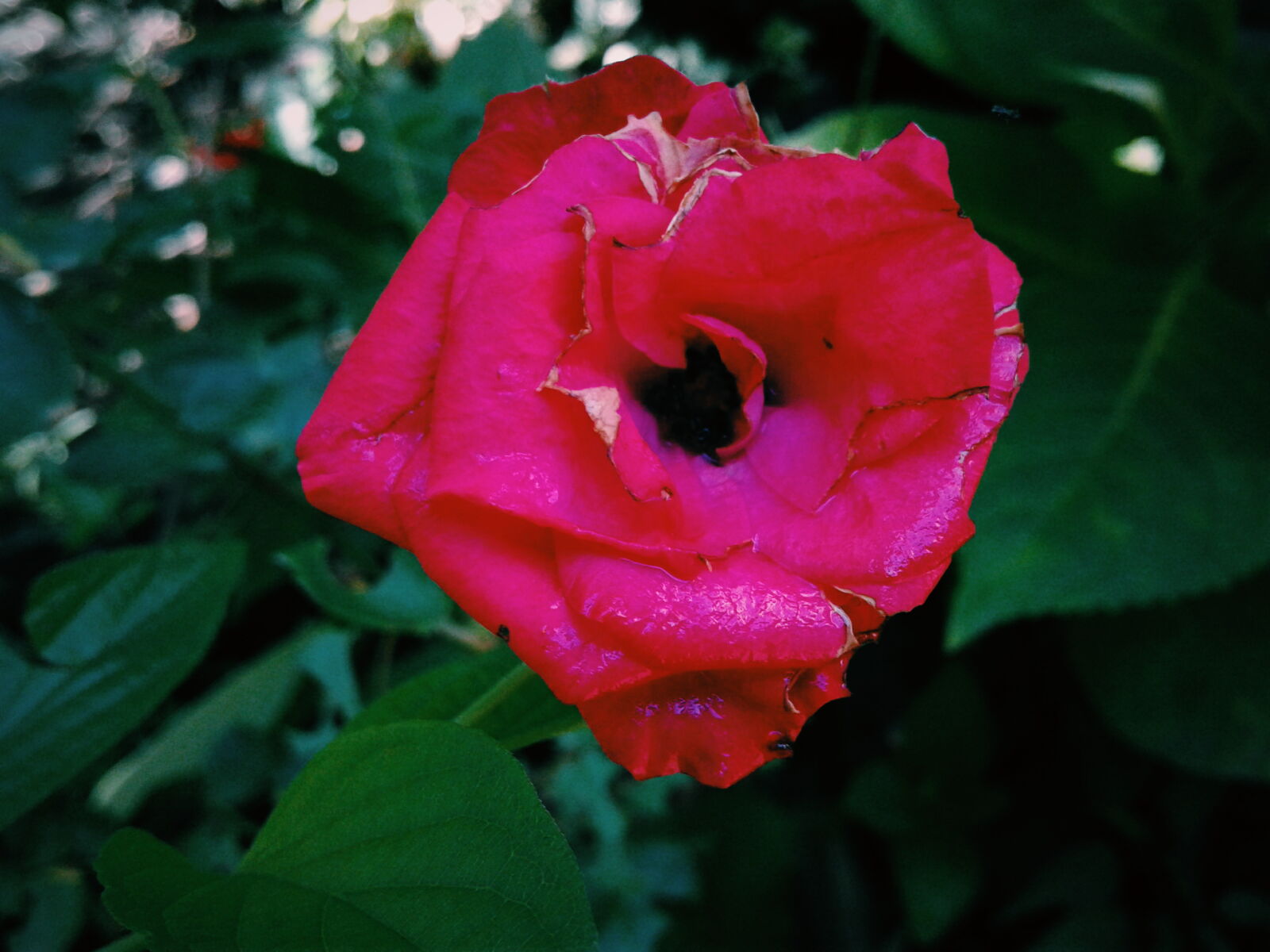 Samsung Galaxy J1(2016) sample photo. Beautiful, flower, wallpaper, flowers photography