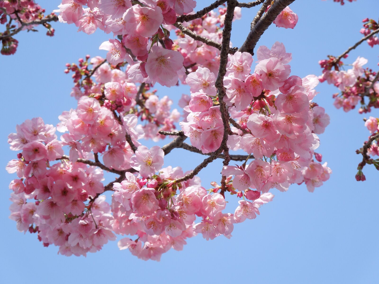 Nikon Coolpix S8200 sample photo. Cherry blossoms, samusakura, spring photography