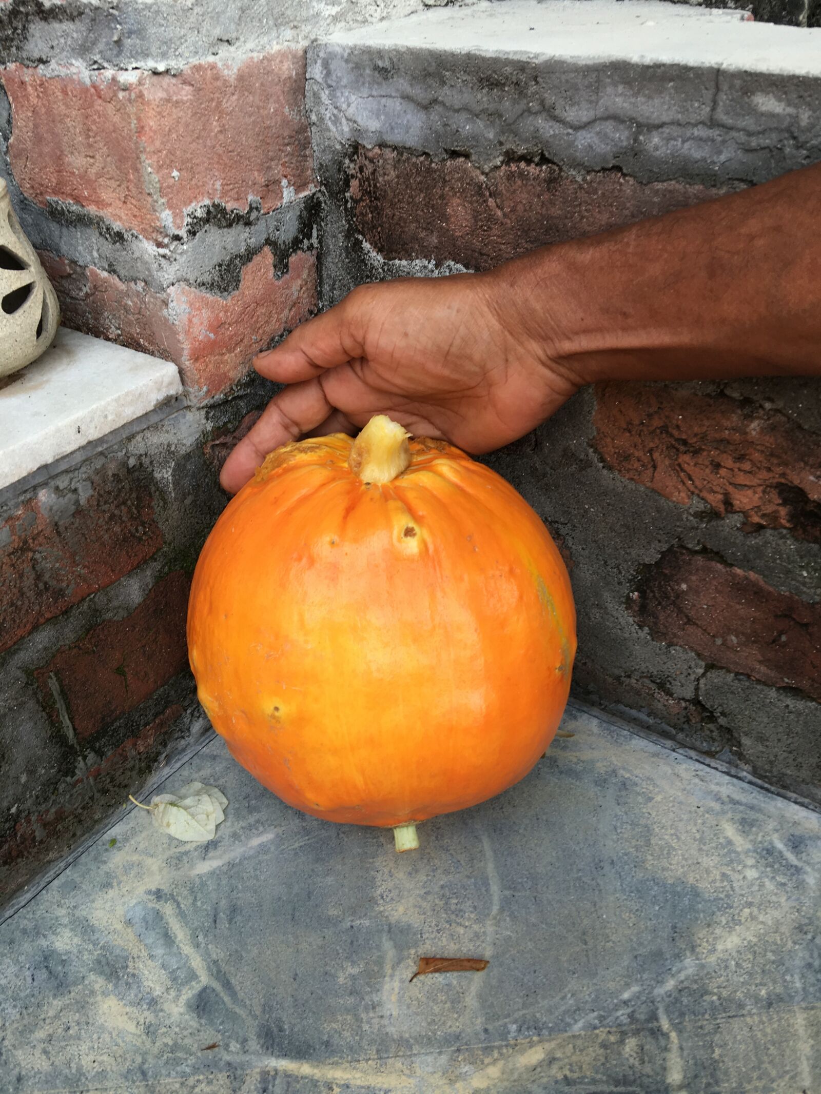 iPhone 6s Plus back camera 4.15mm f/2.2 sample photo. Pumpkin, garden, vegetable photography