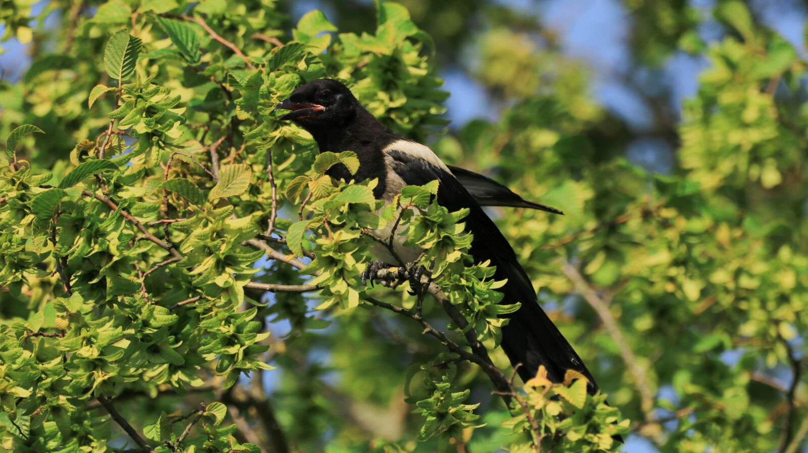 150-600mm F5-6.3 DG OS HSM | Contemporary 015 sample photo. Elster, tree, bird photography