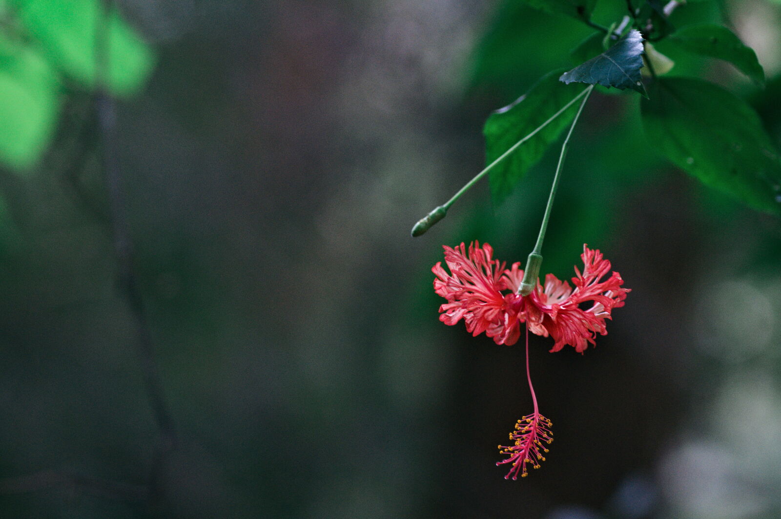 Nikon D90 sample photo