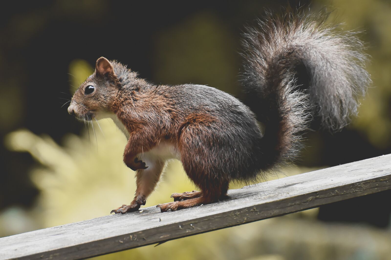 Nikon D7200 sample photo. Squirrel, nager, cute photography