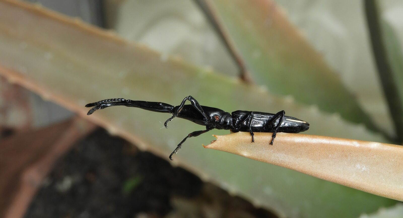 Nikon Coolpix B700 sample photo. Insect, invertebrate, wild life photography