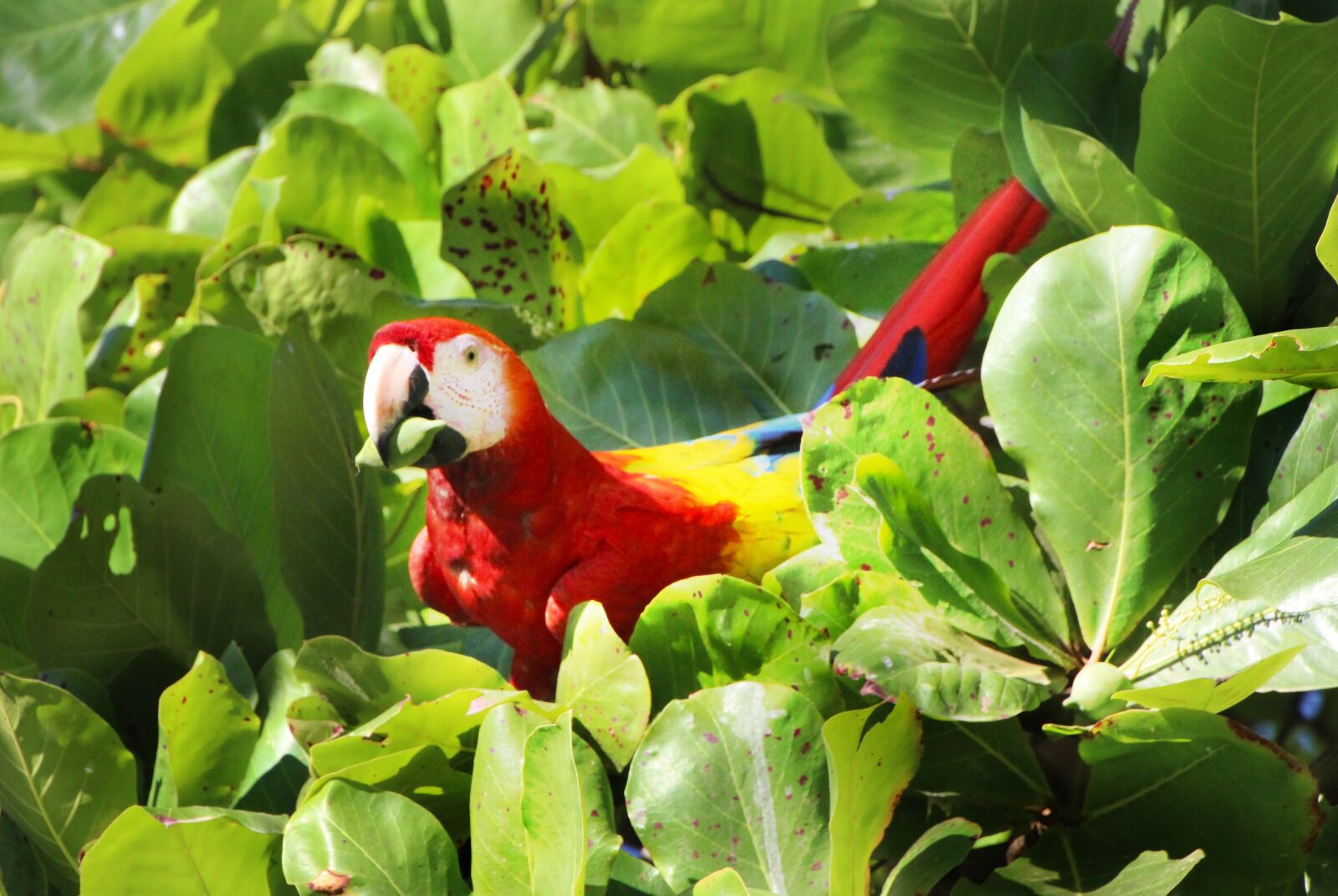 Canon EOS 1300D (EOS Rebel T6 / EOS Kiss X80) sample photo. Parrot, red, ara photography