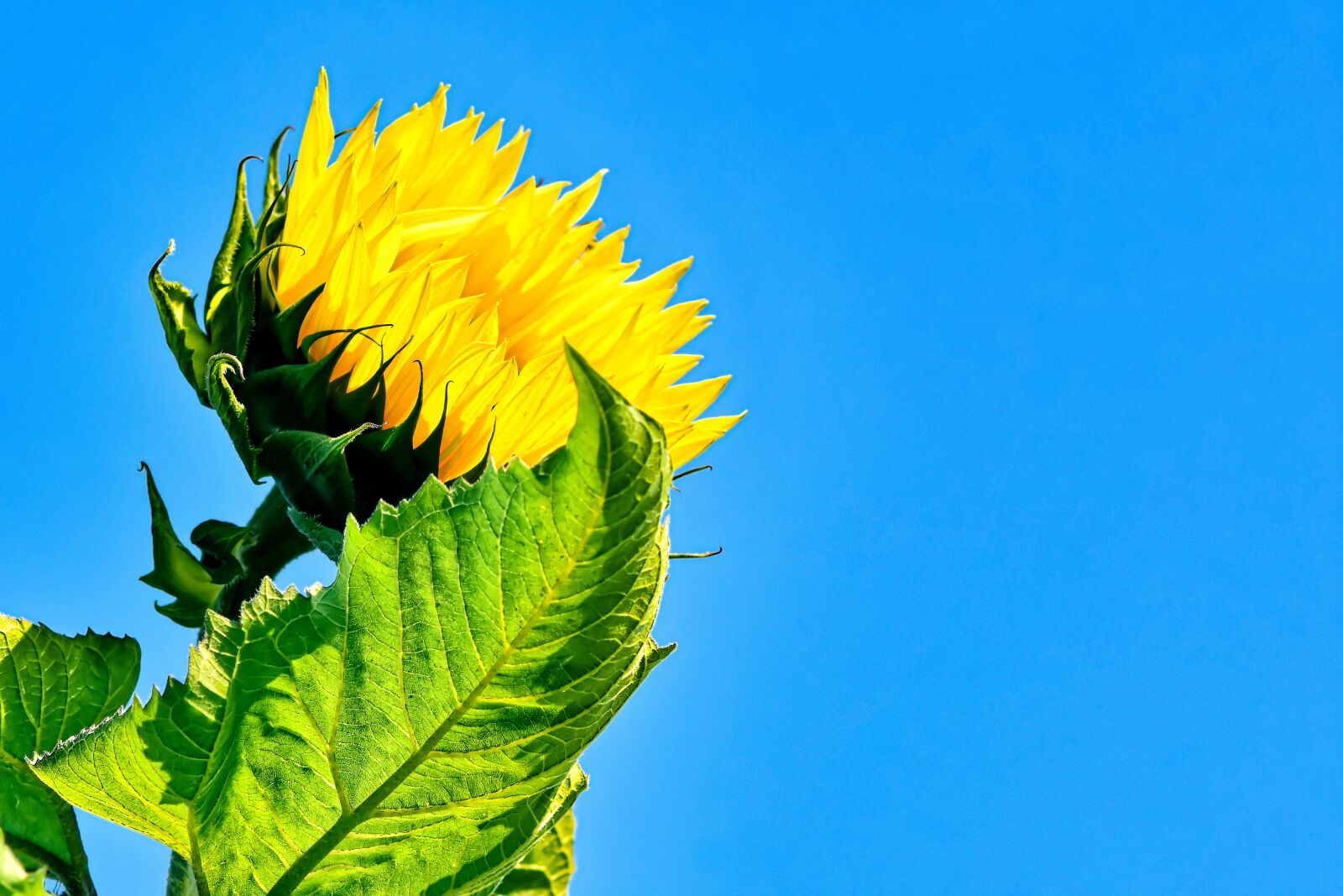 Nikon D7200 sample photo. Sunflower, summer, yellow photography