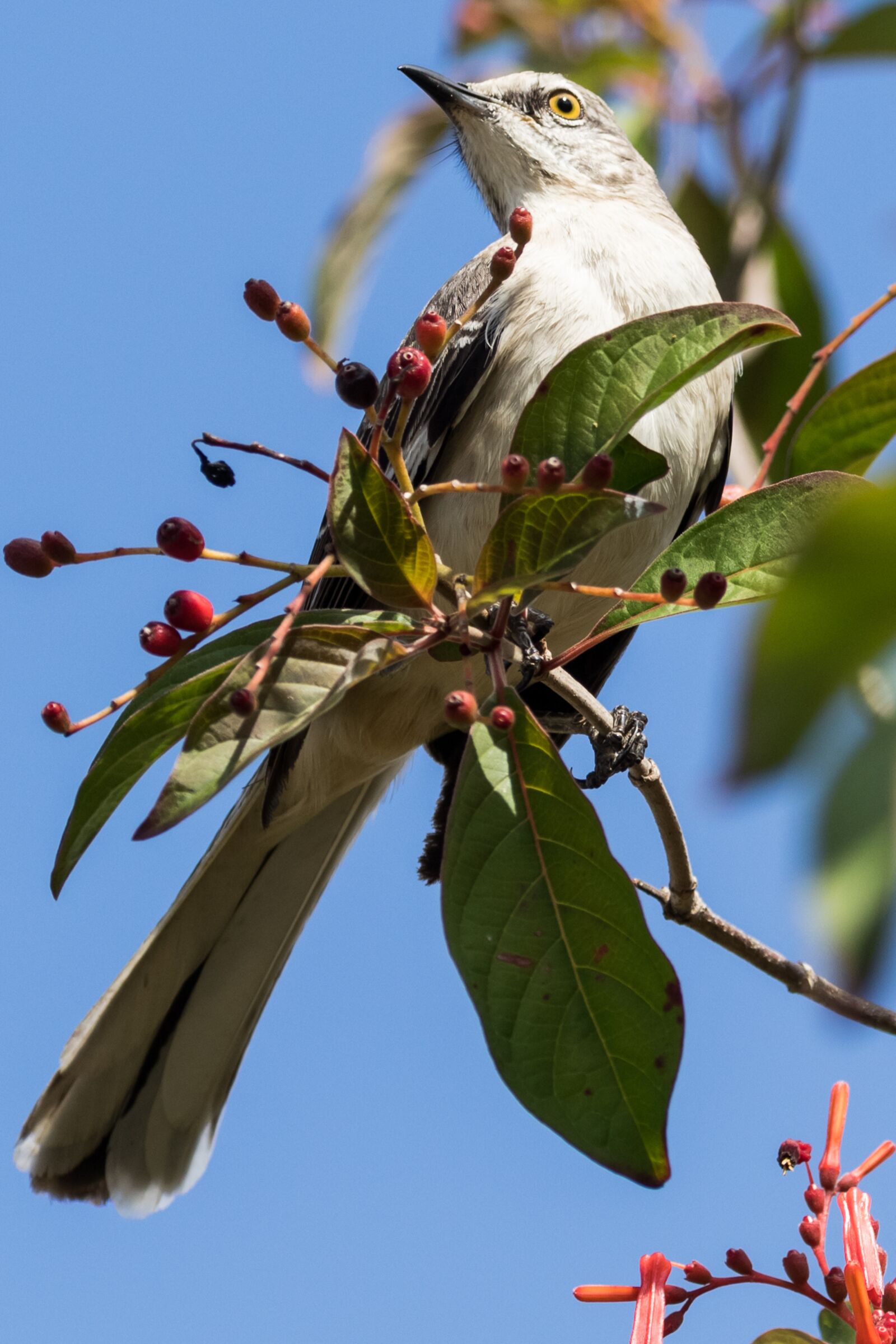 Canon EOS 7D Mark II sample photo. Cuba, havana, bird photography