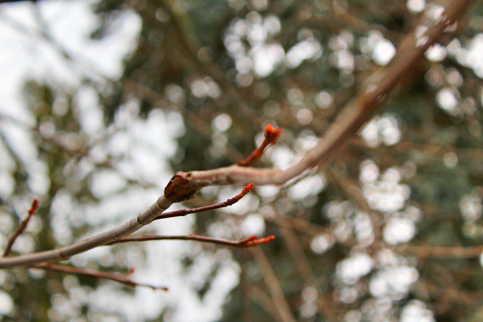 Canon EOS 1200D (EOS Rebel T5 / EOS Kiss X70 / EOS Hi) sample photo. Branch photography