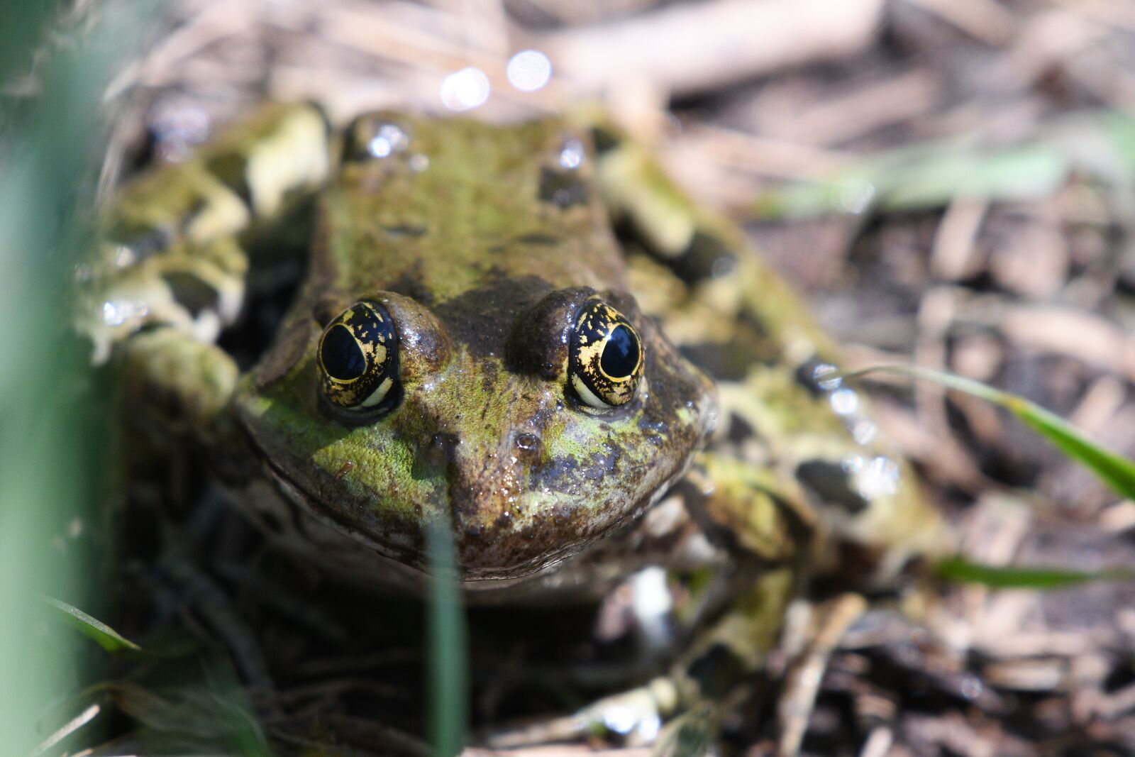Nikon D500 sample photo. Nature, amphibian, animal photography
