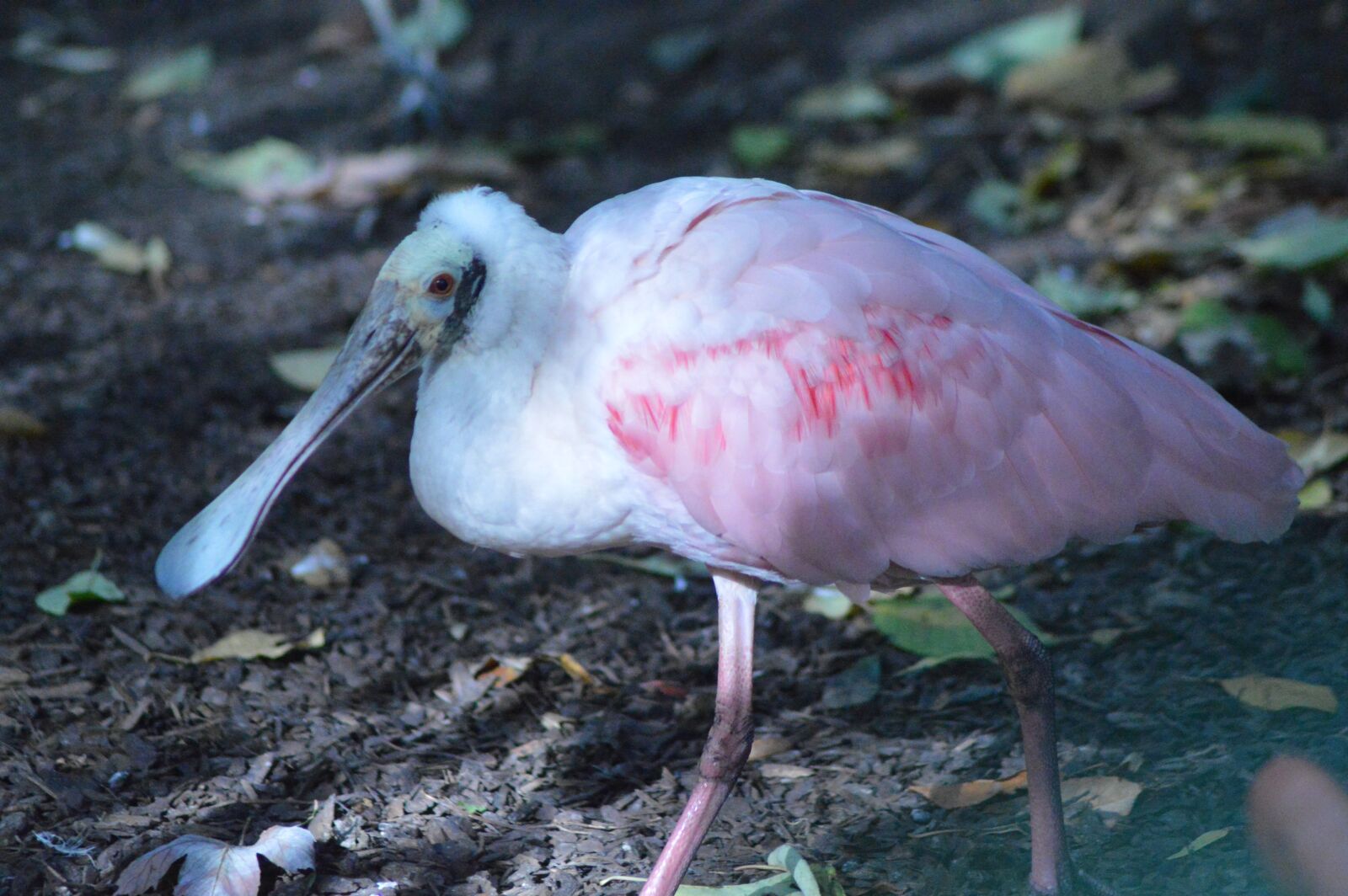 Nikon D3200 sample photo. Bird, spatula, pink photography