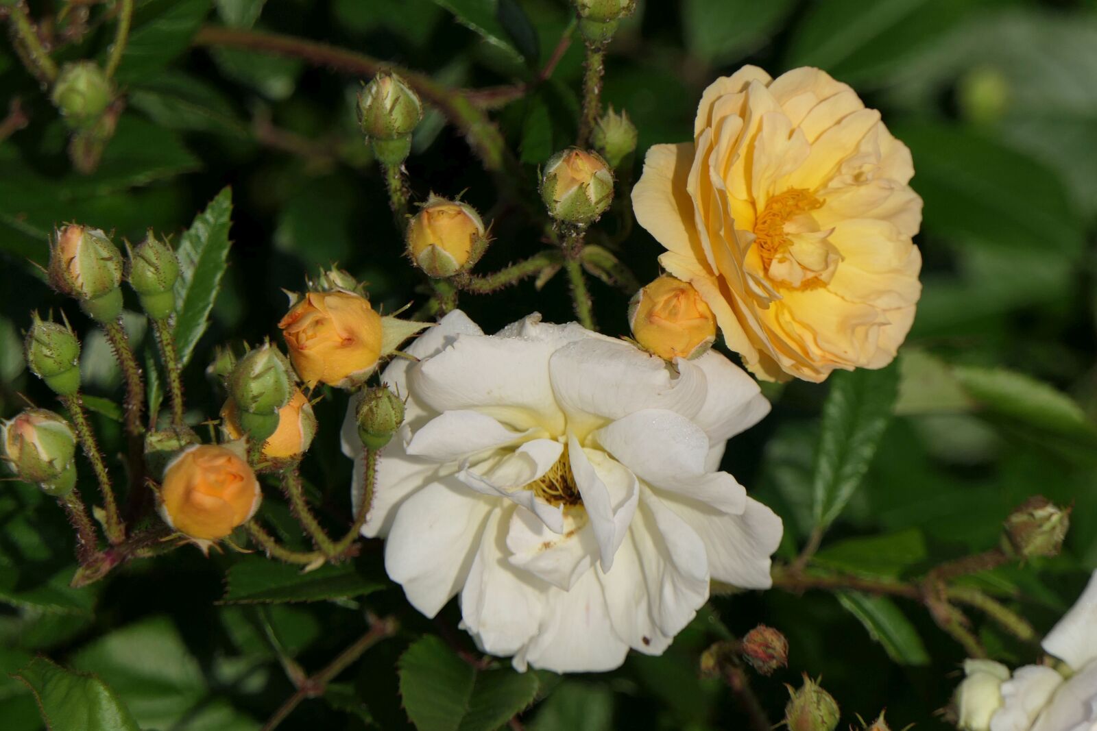 Panasonic Lumix DMC-FZ2500 (Lumix DMC-FZ2000) sample photo. Roses, flowers, bud photography
