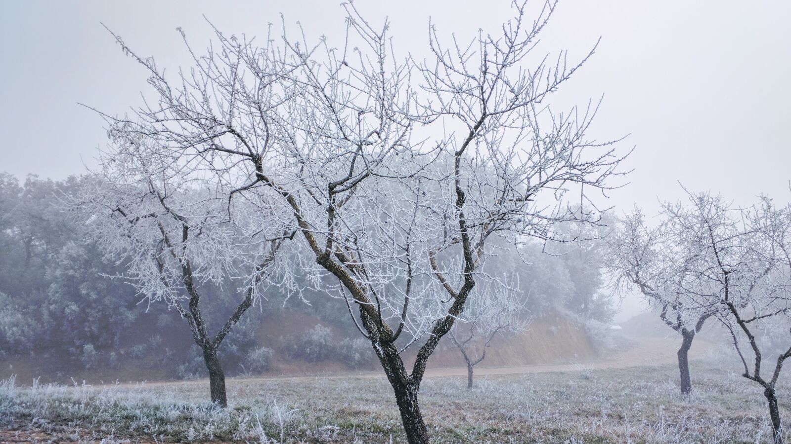 Motorola Nexus 6 sample photo. Frost, winter, christmas photography
