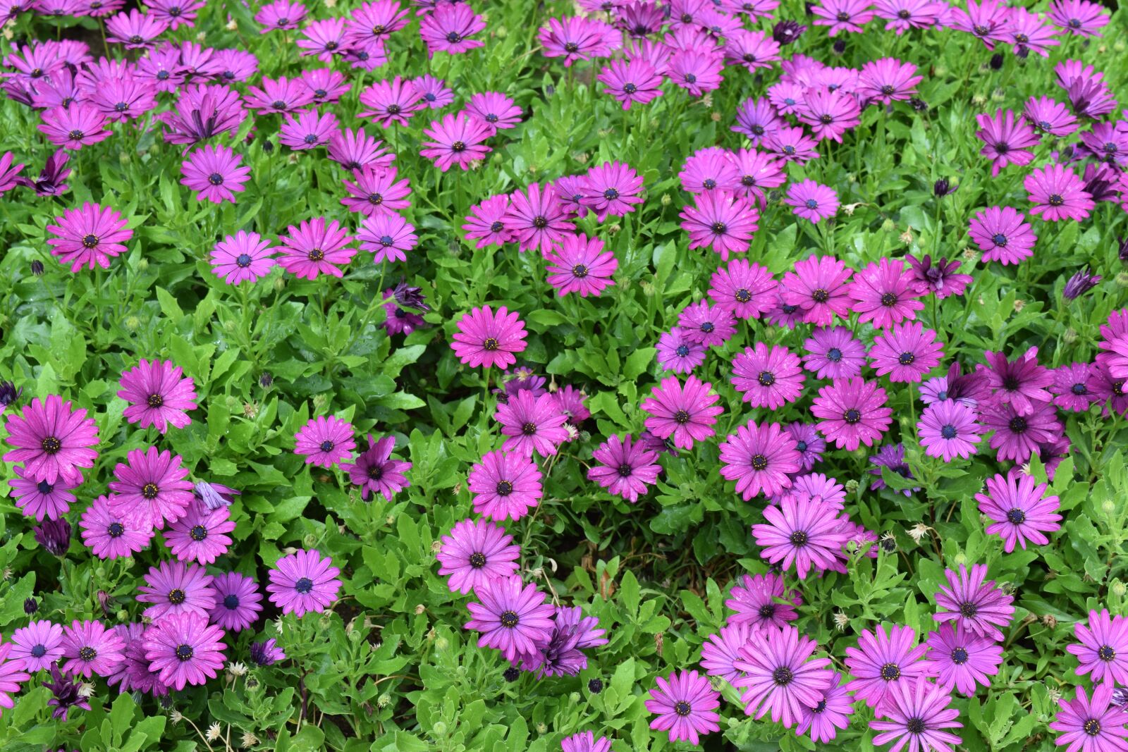Nikon D3300 sample photo. Purple, flowers, garden photography