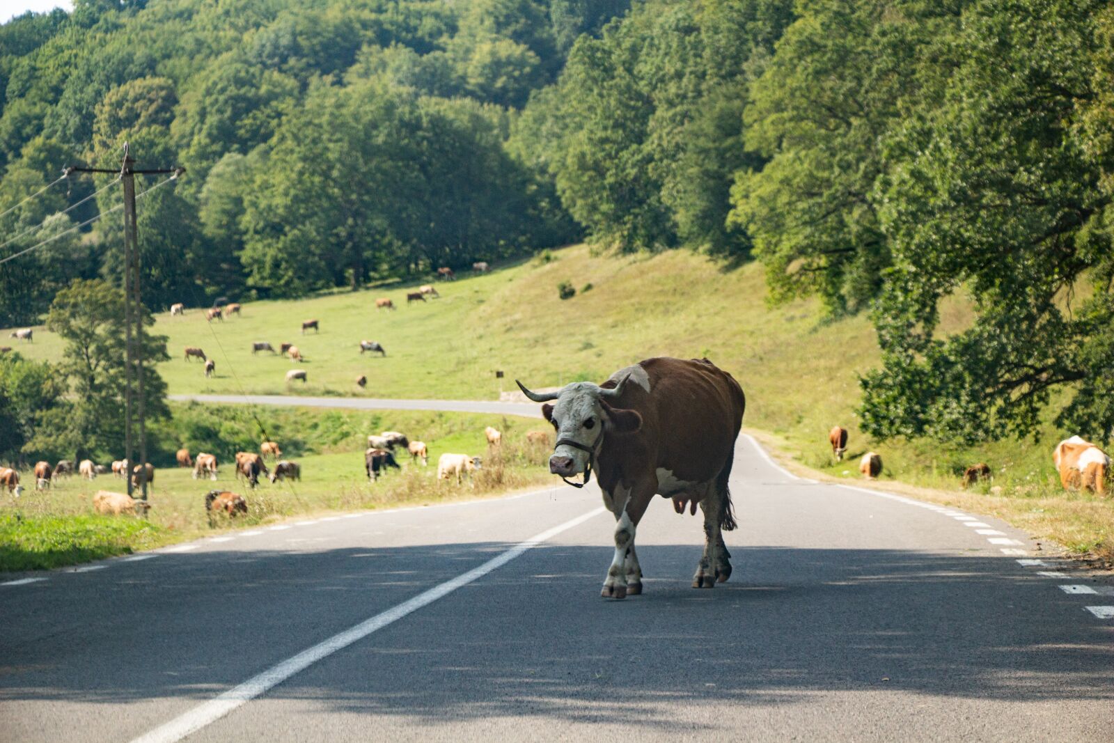 Canon EOS 100D (EOS Rebel SL1 / EOS Kiss X7) sample photo. Cows, pasture, field photography