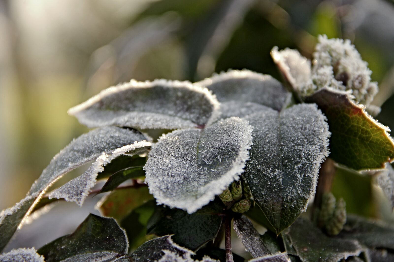 Canon EOS 1100D (EOS Rebel T3 / EOS Kiss X50) sample photo. Leaves, ripe, frozen photography