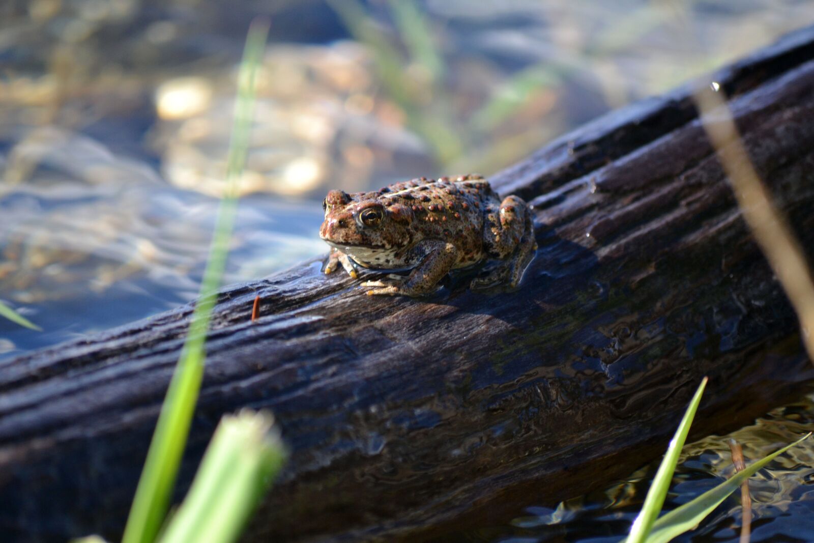Nikon D3100 sample photo. Frog, log, water photography
