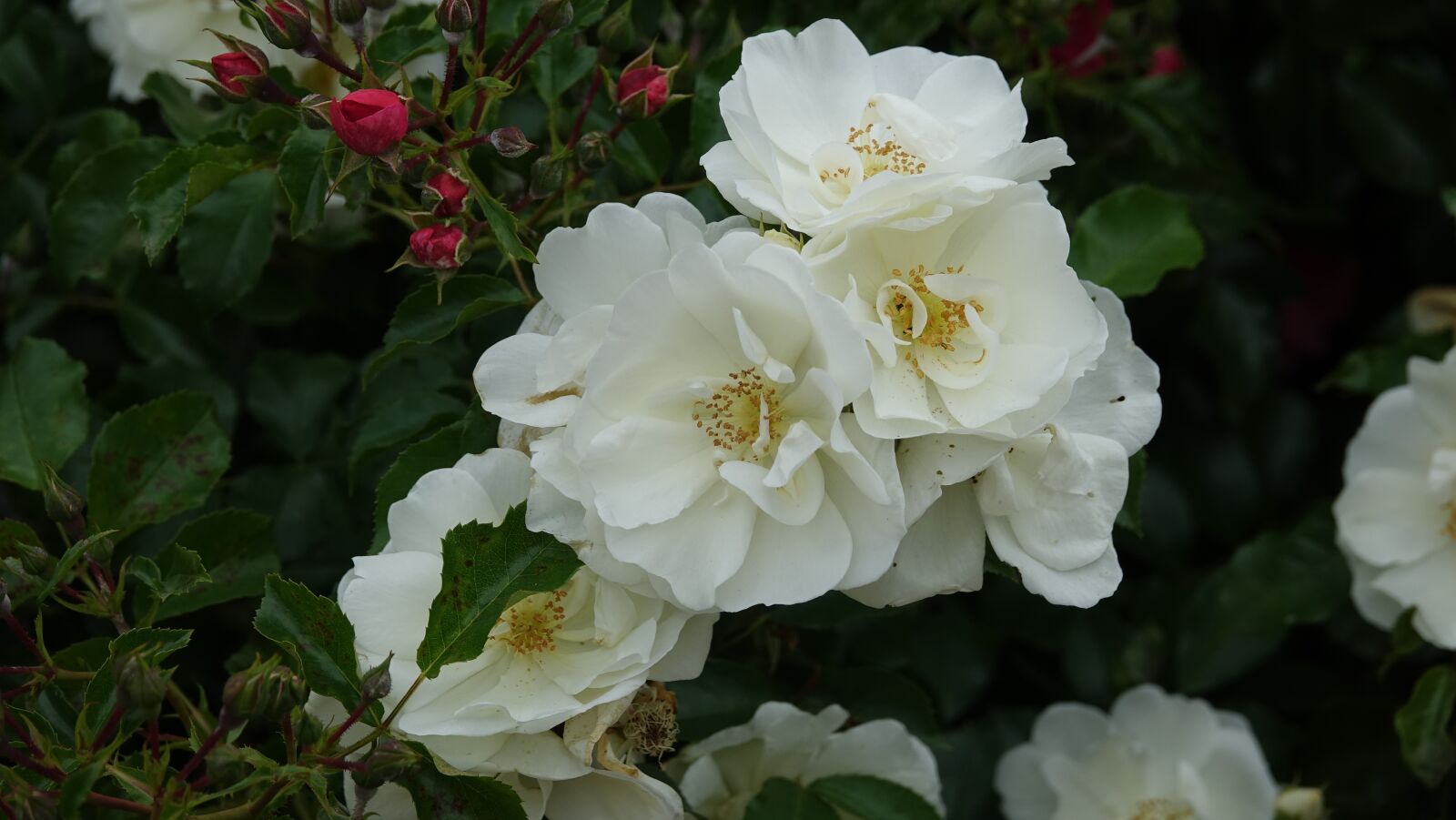 Sony Cyber-shot DSC-RX10 III sample photo. Roses, wild, field photography