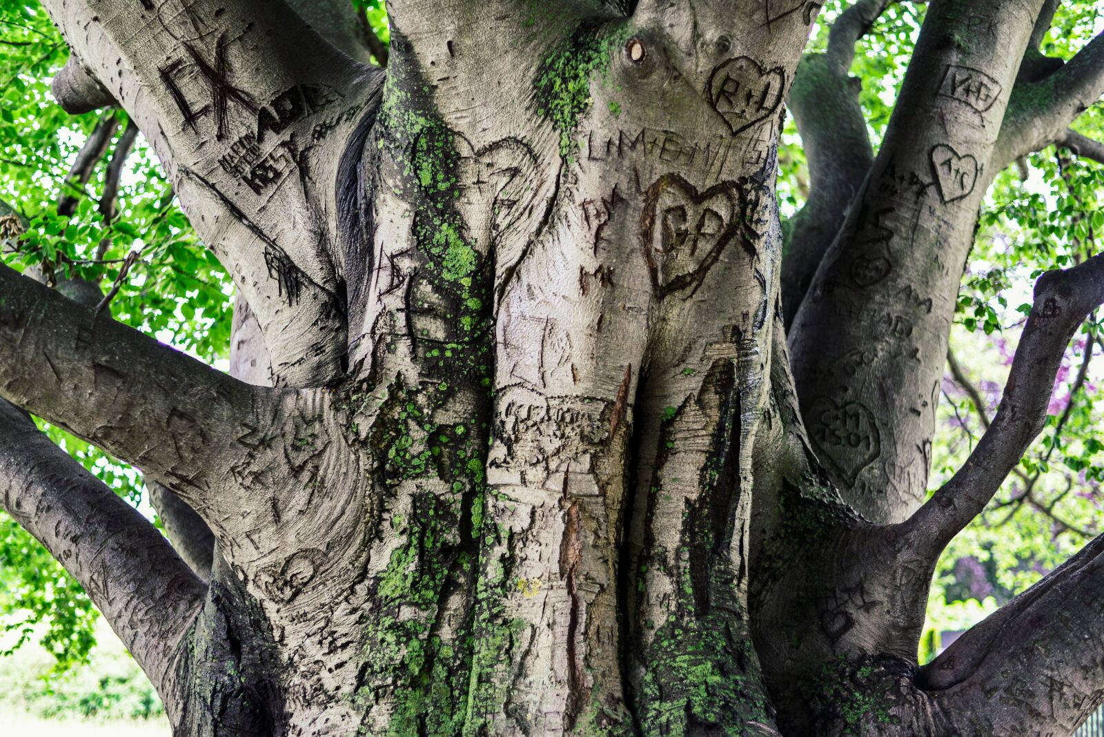 Nikon D610 sample photo. Tree, bark, old photography