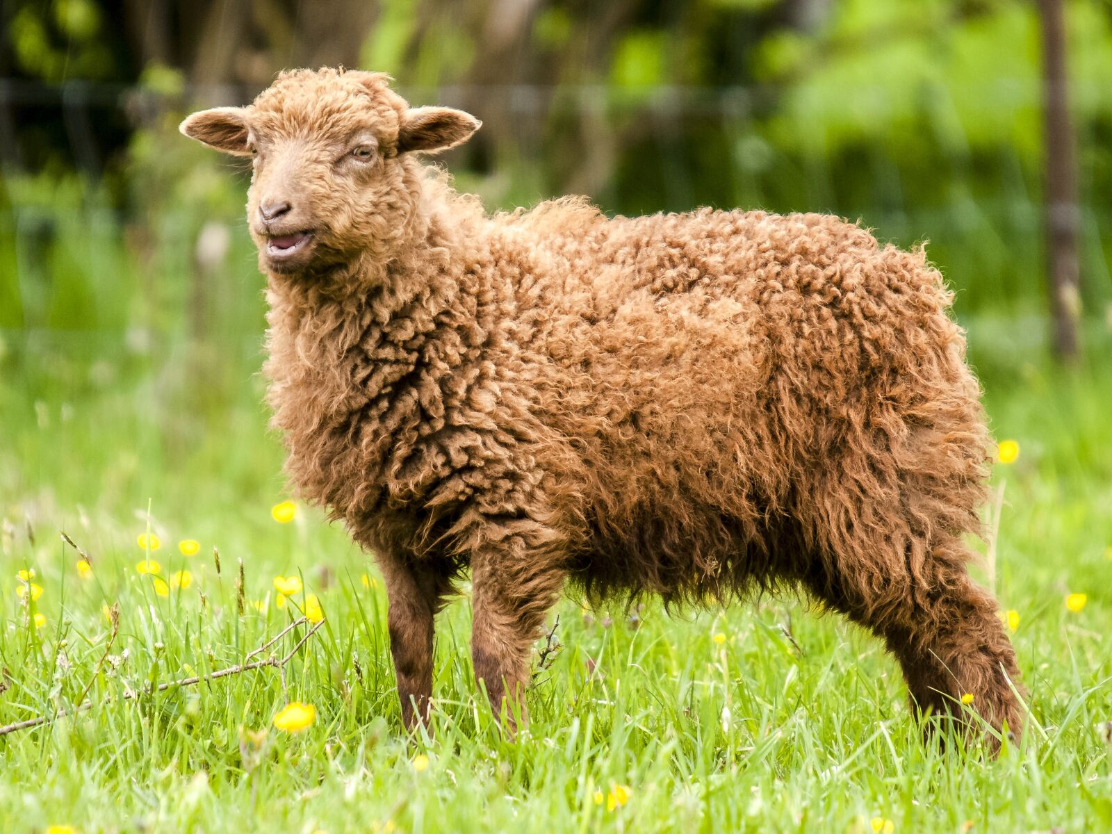 Olympus E-3 sample photo. Sheep, lamb, livestock photography