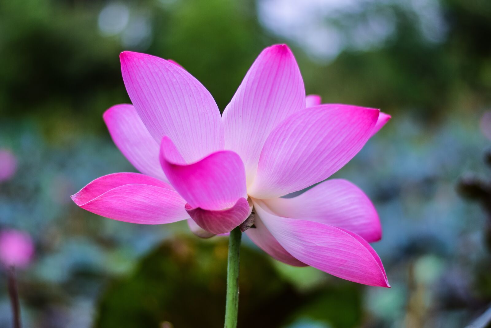 Nikon D5300 sample photo. Lotus, flowers, nature photography