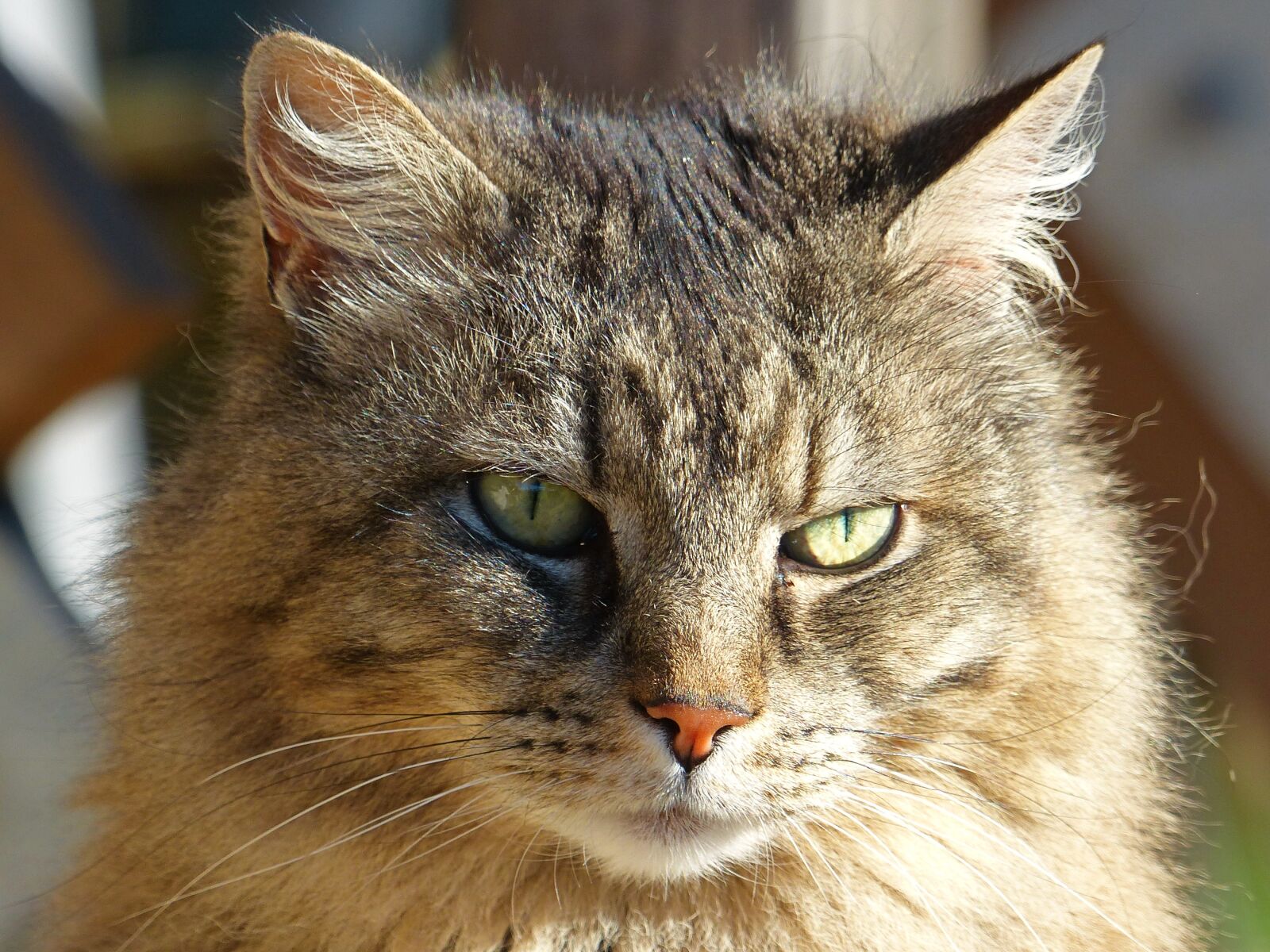 Panasonic Lumix DMC-FZ200 sample photo. Pet, cat, animal photography