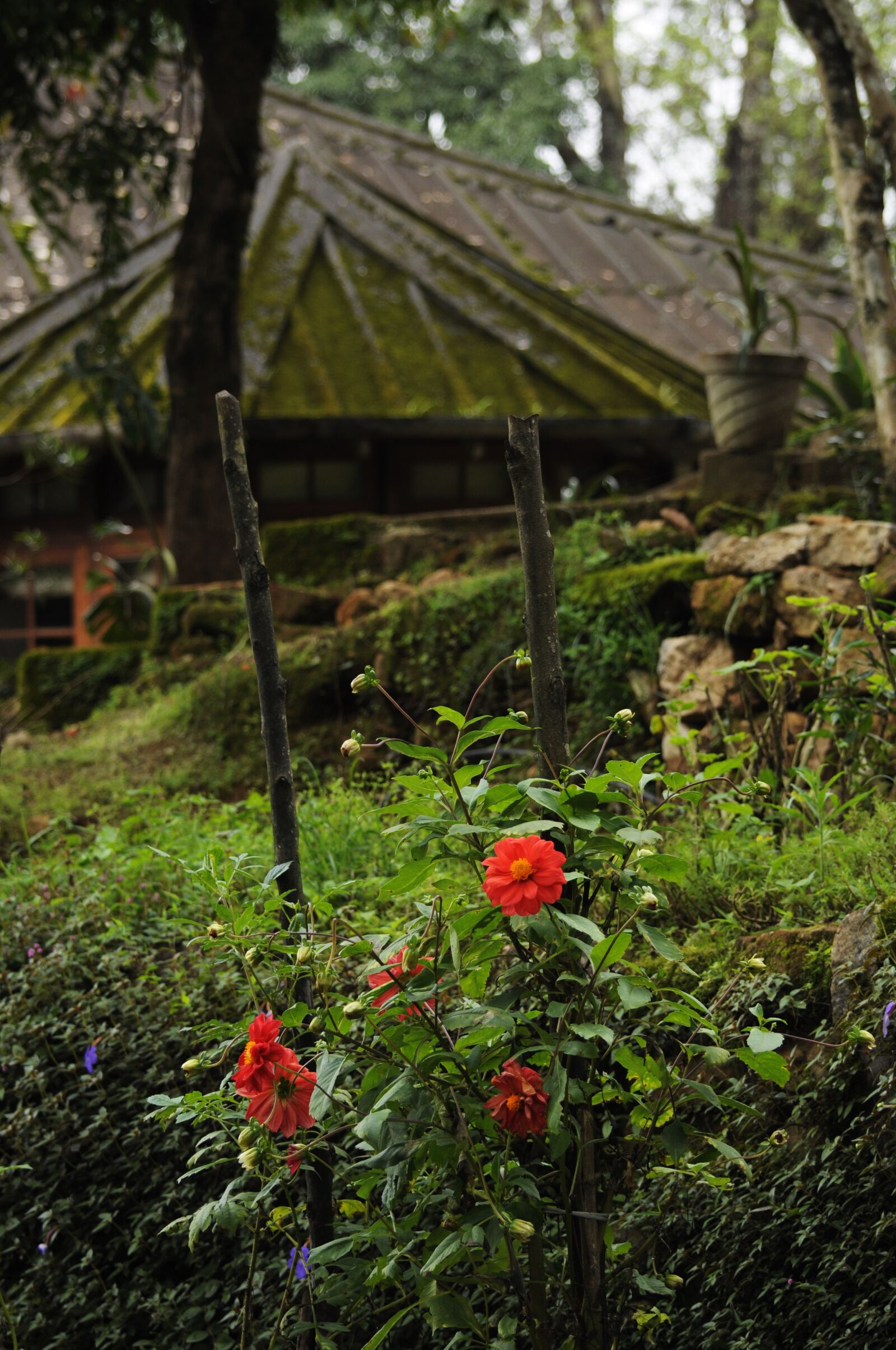 Nikon D90 sample photo. Nature, tree, wood photography