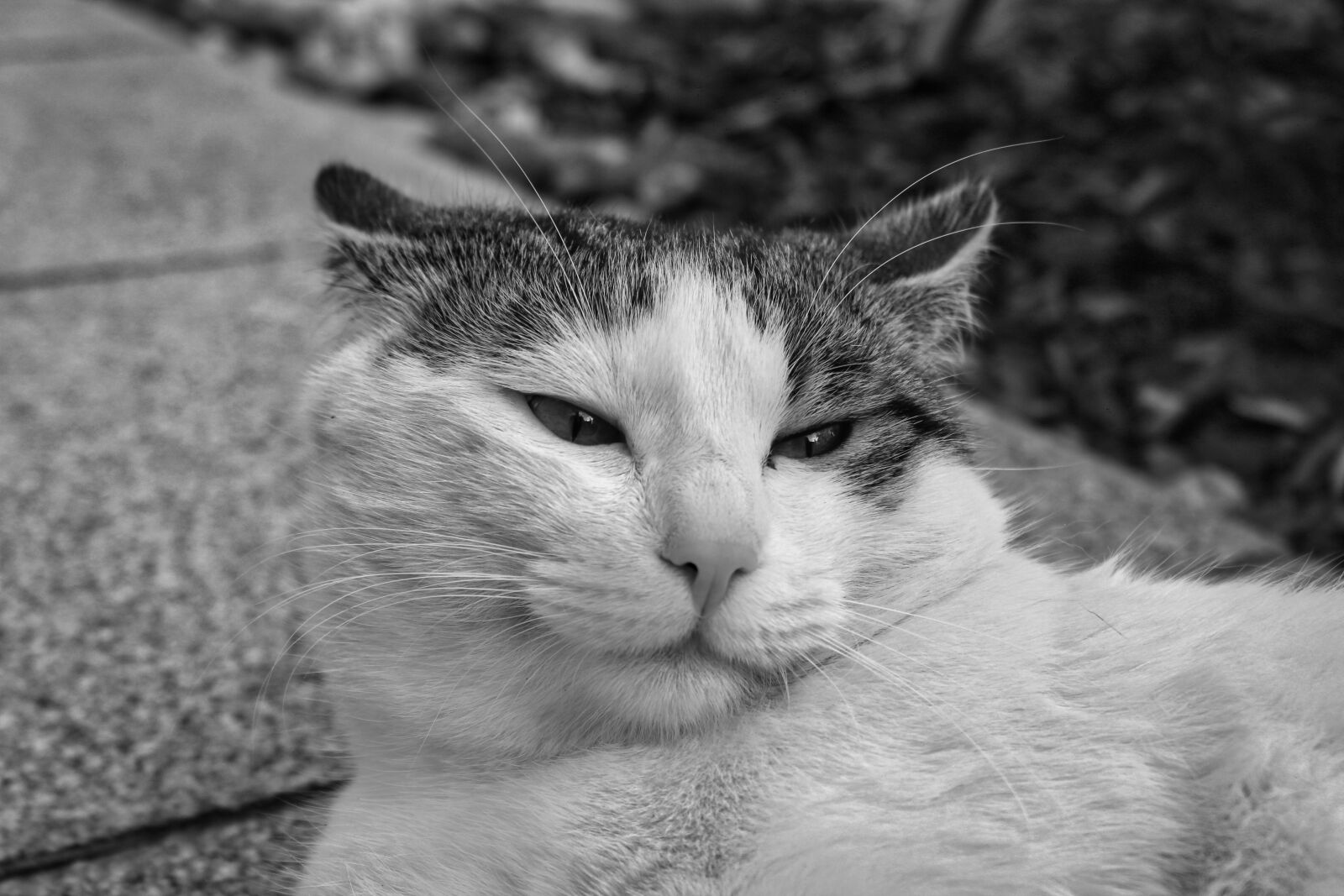 Canon EOS 1300D (EOS Rebel T6 / EOS Kiss X80) sample photo. Cat, animal, fur photography