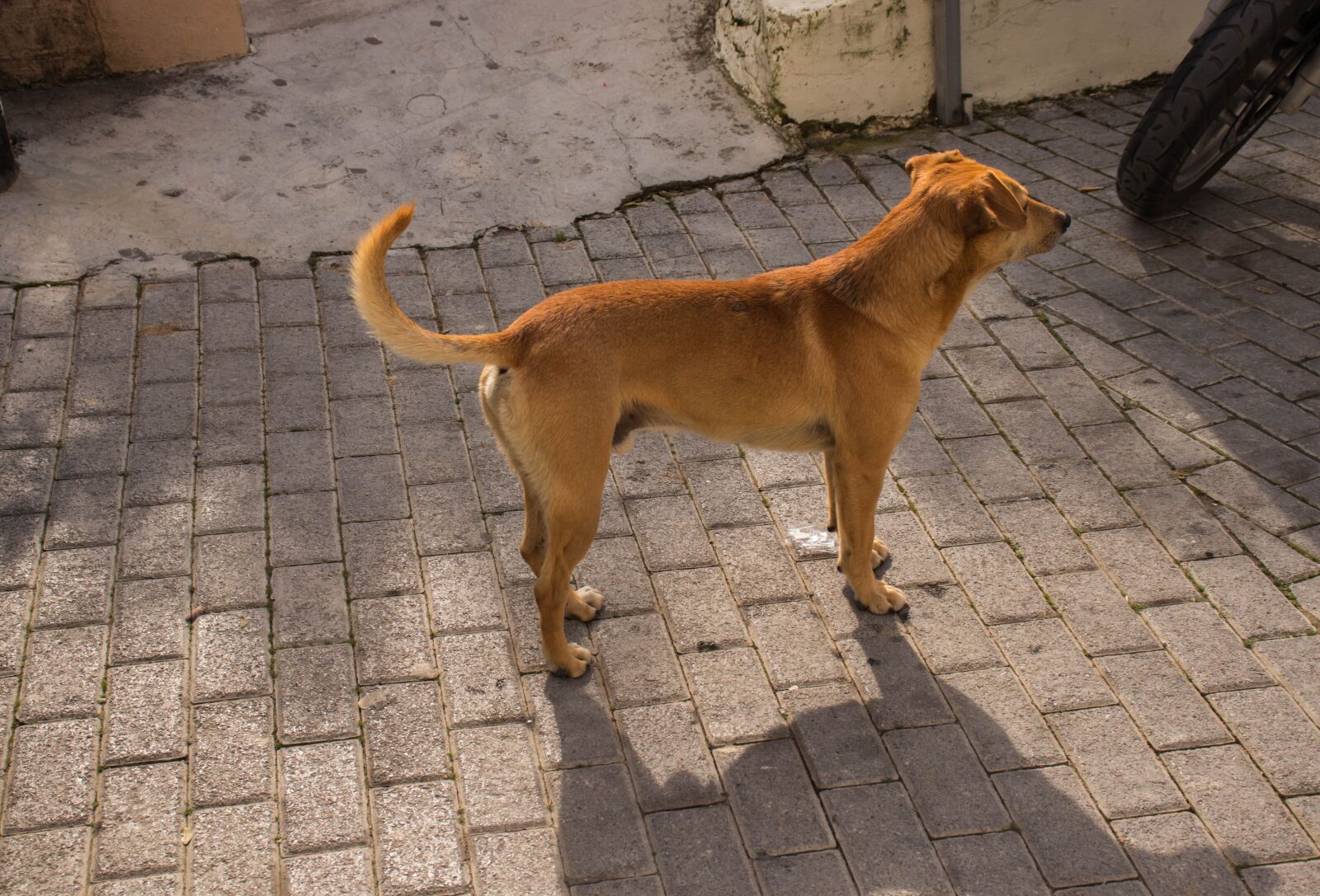 Canon EOS 800D (EOS Rebel T7i / EOS Kiss X9i) sample photo. Dog, stray, animal photography