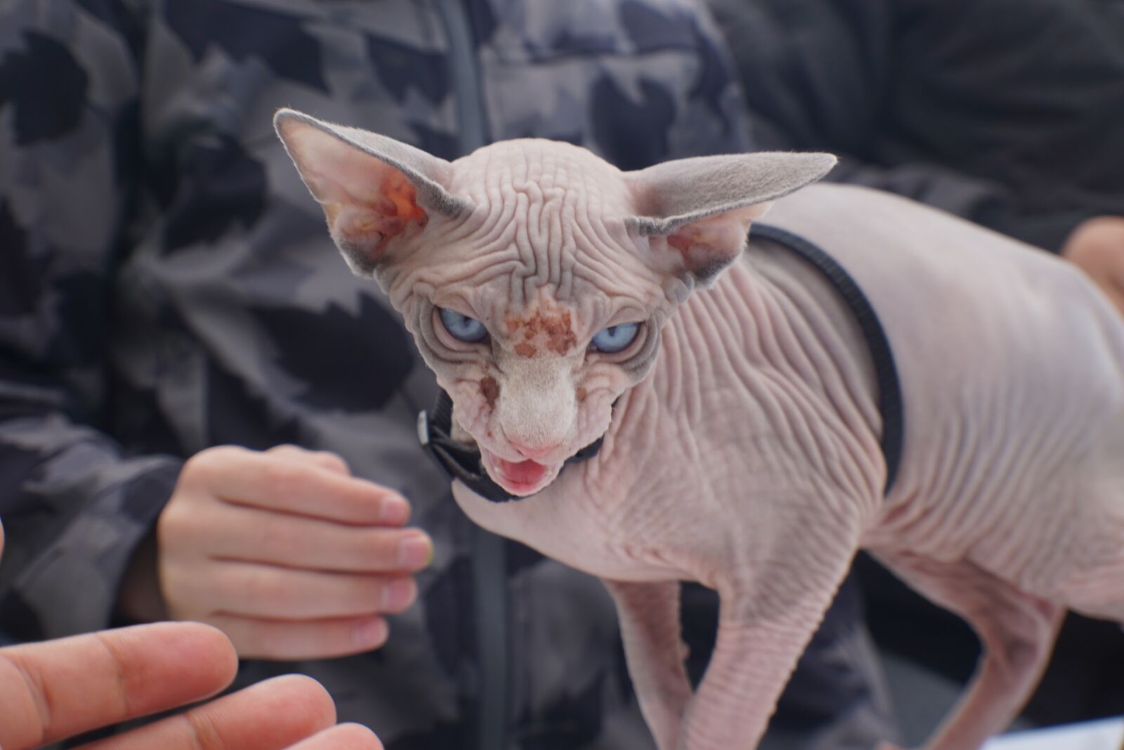 Sony a6000 sample photo. Hairless cat, cat, pet photography
